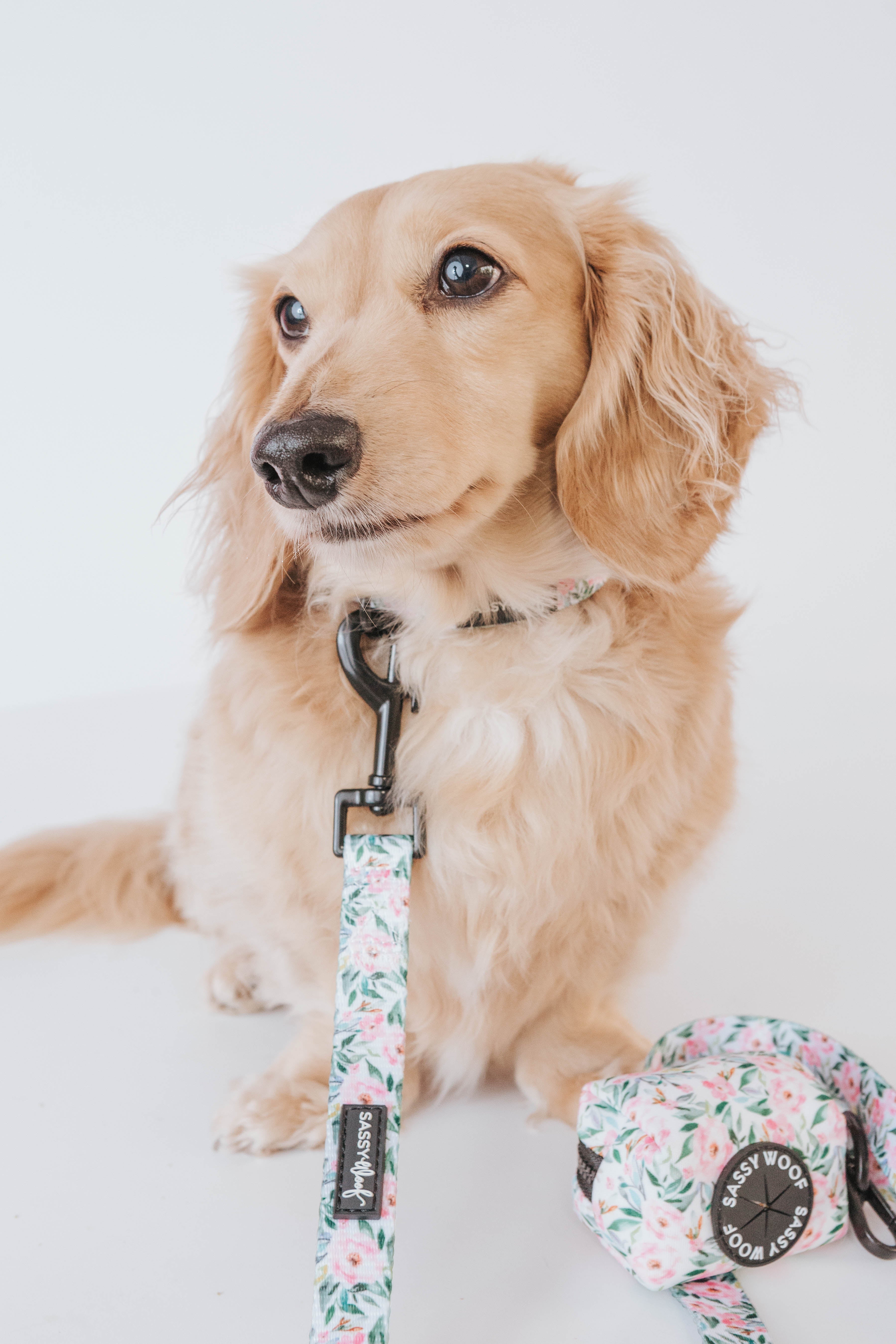 Dog Collar - Magnolia