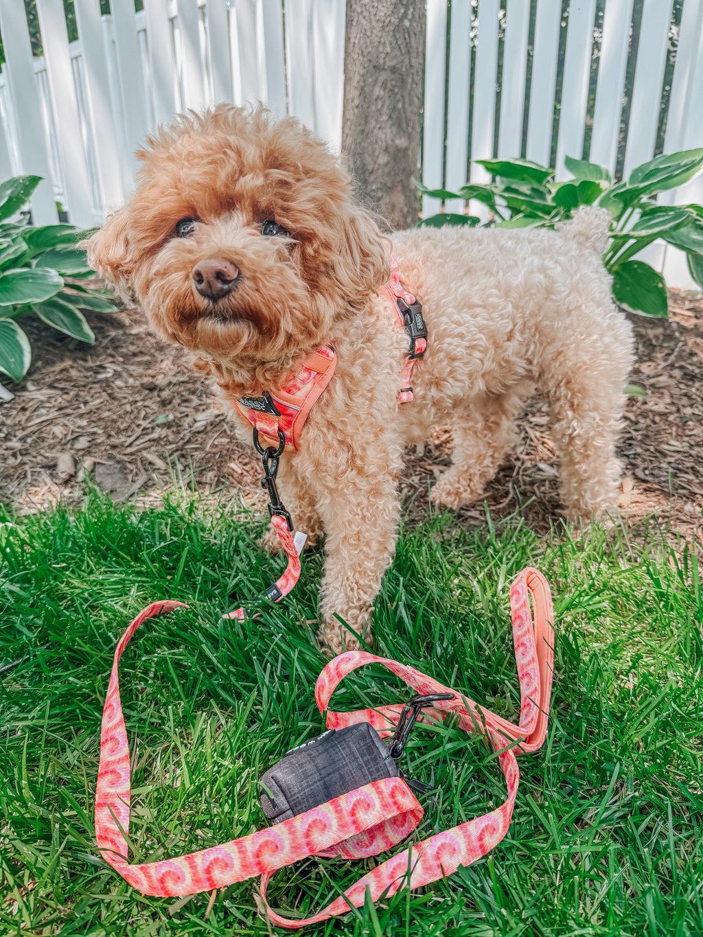 Dog Step-in Harness - Summer Sorbet