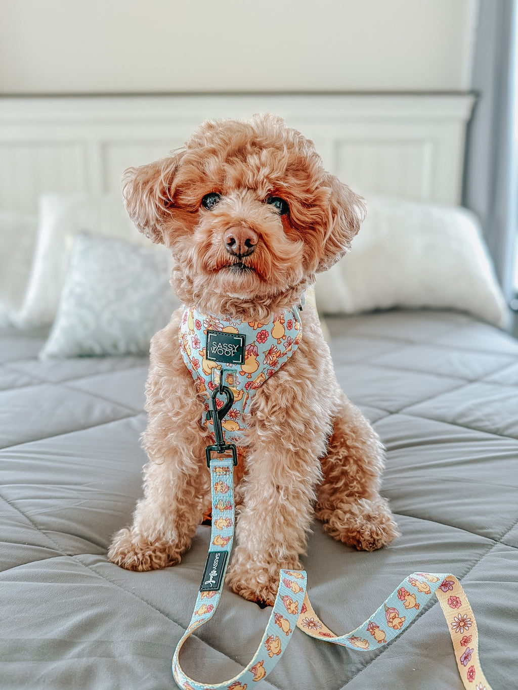 Dog Adjustable Harness - Good Duck, Babe!