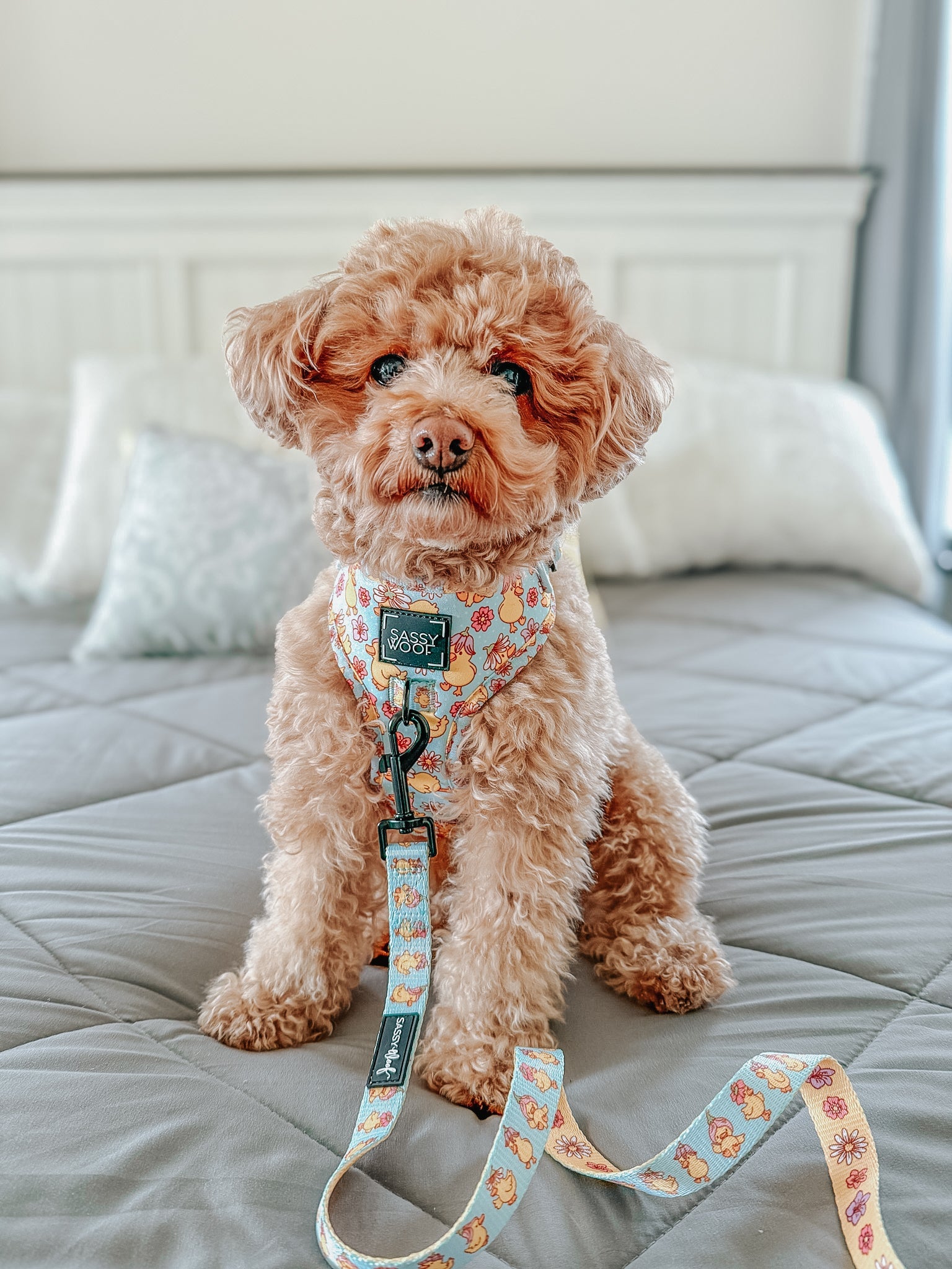 Dog Adjustable Harness - Good Duck, Babe!