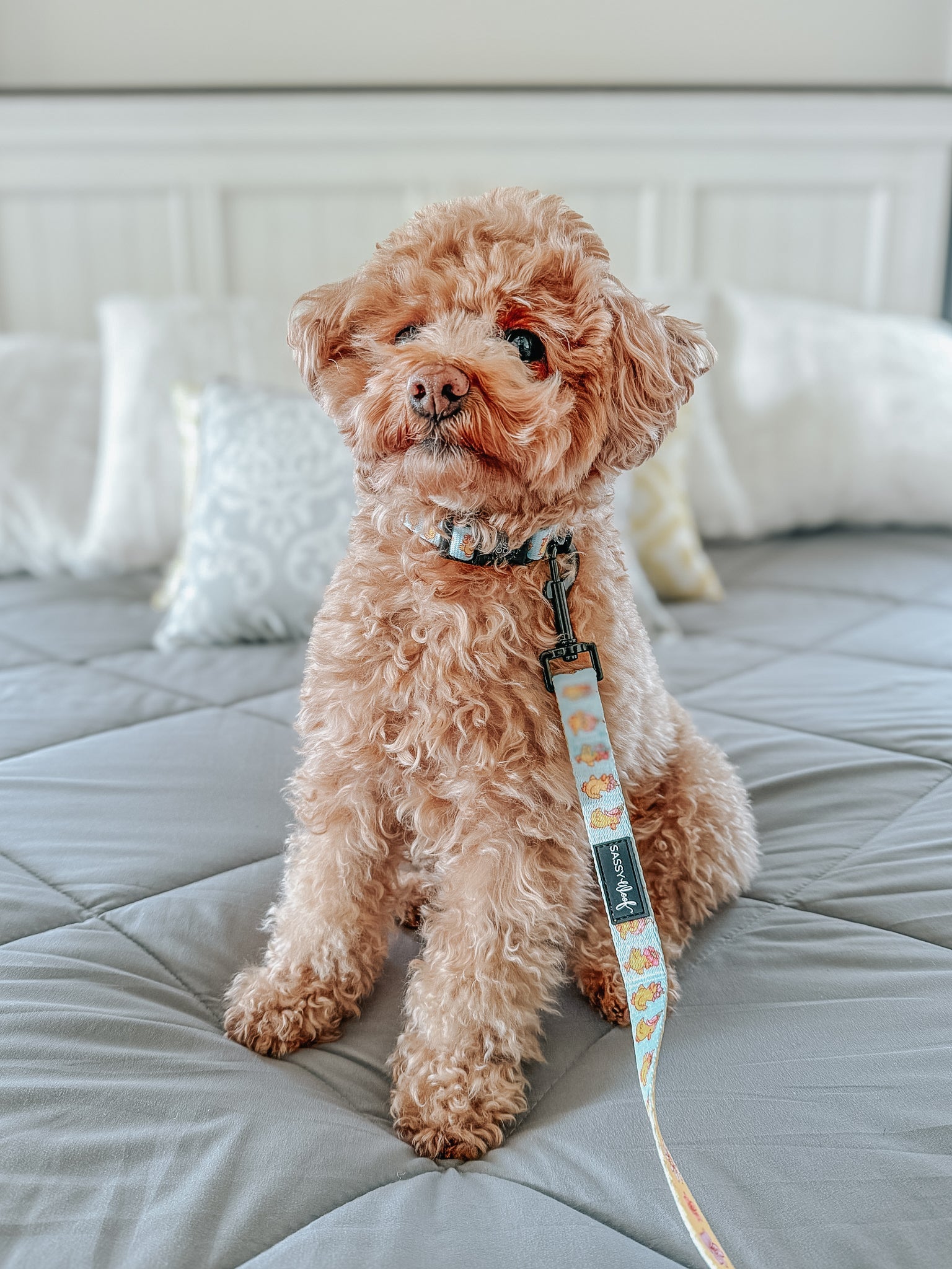 Dog Collar - Good Duck, Babe!