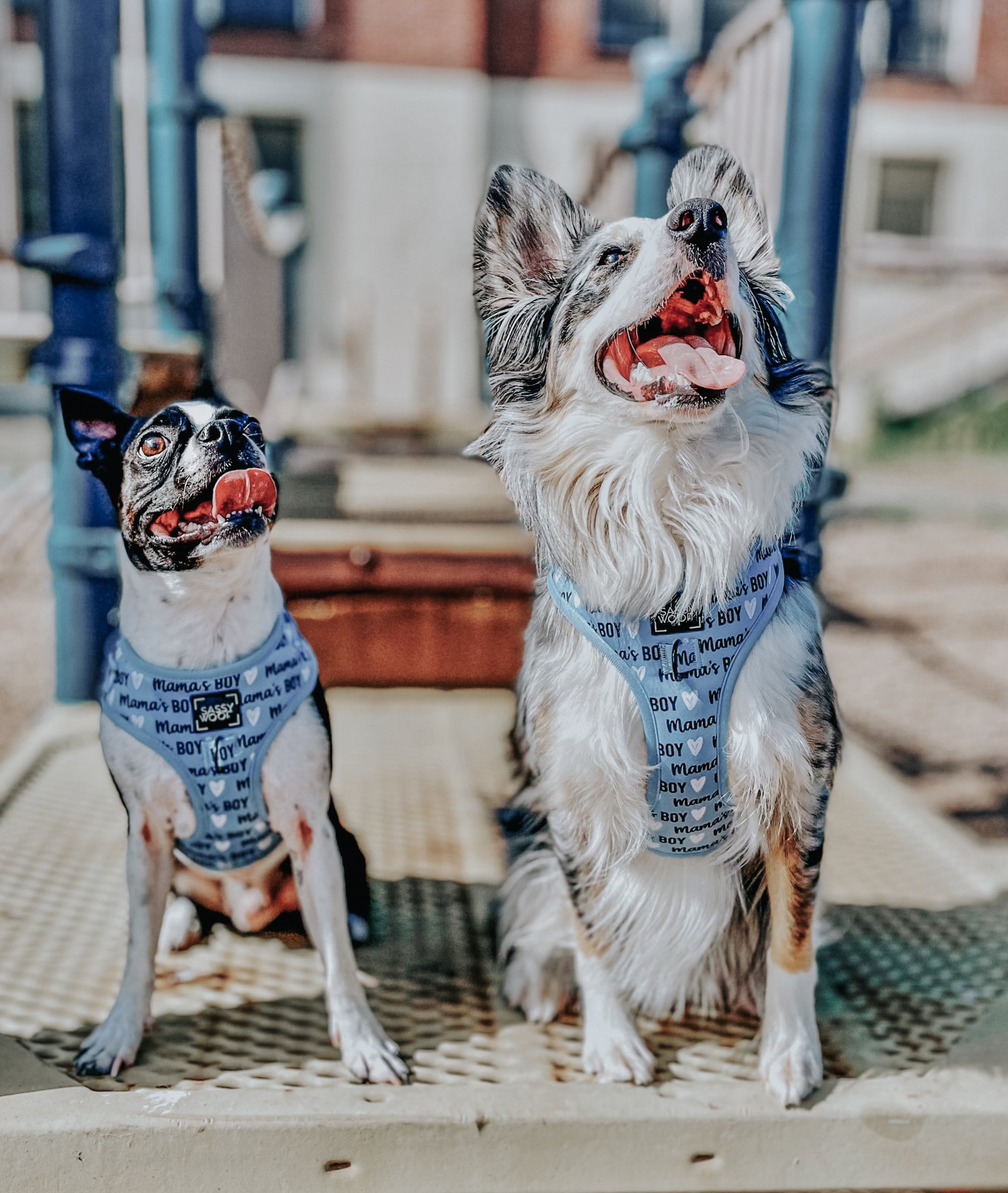 Dog Adjustable Harness - Mama's Boy