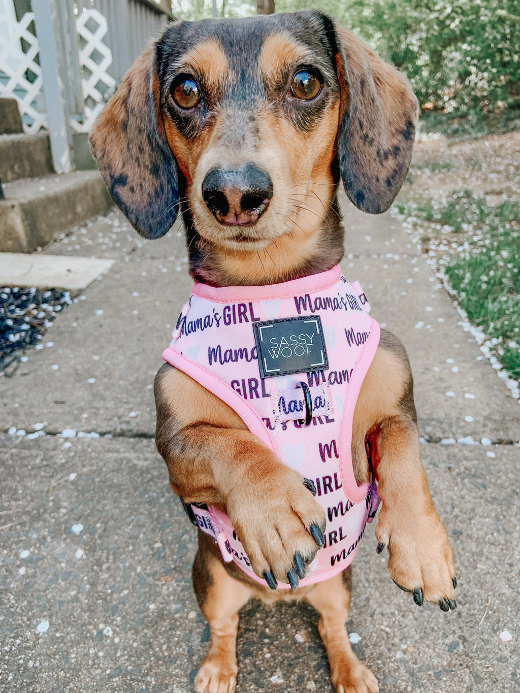 Dog Adjustable Harness - Mama's Girl