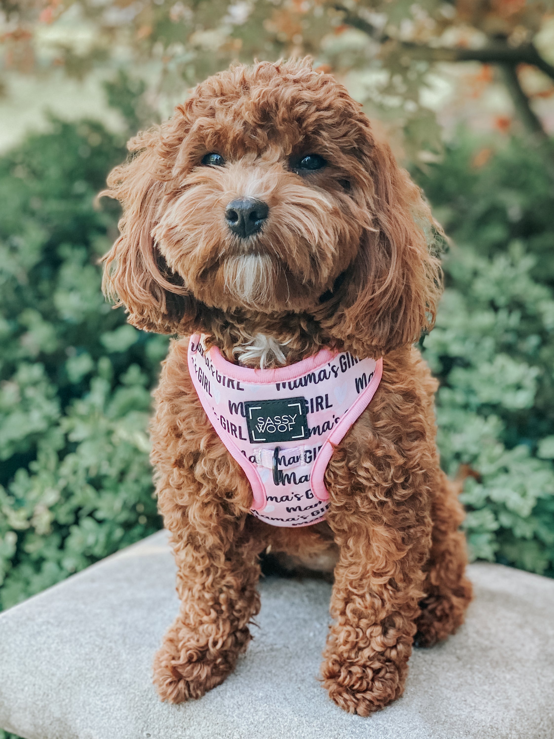 Dog Adjustable Harness - Mama's Girl
