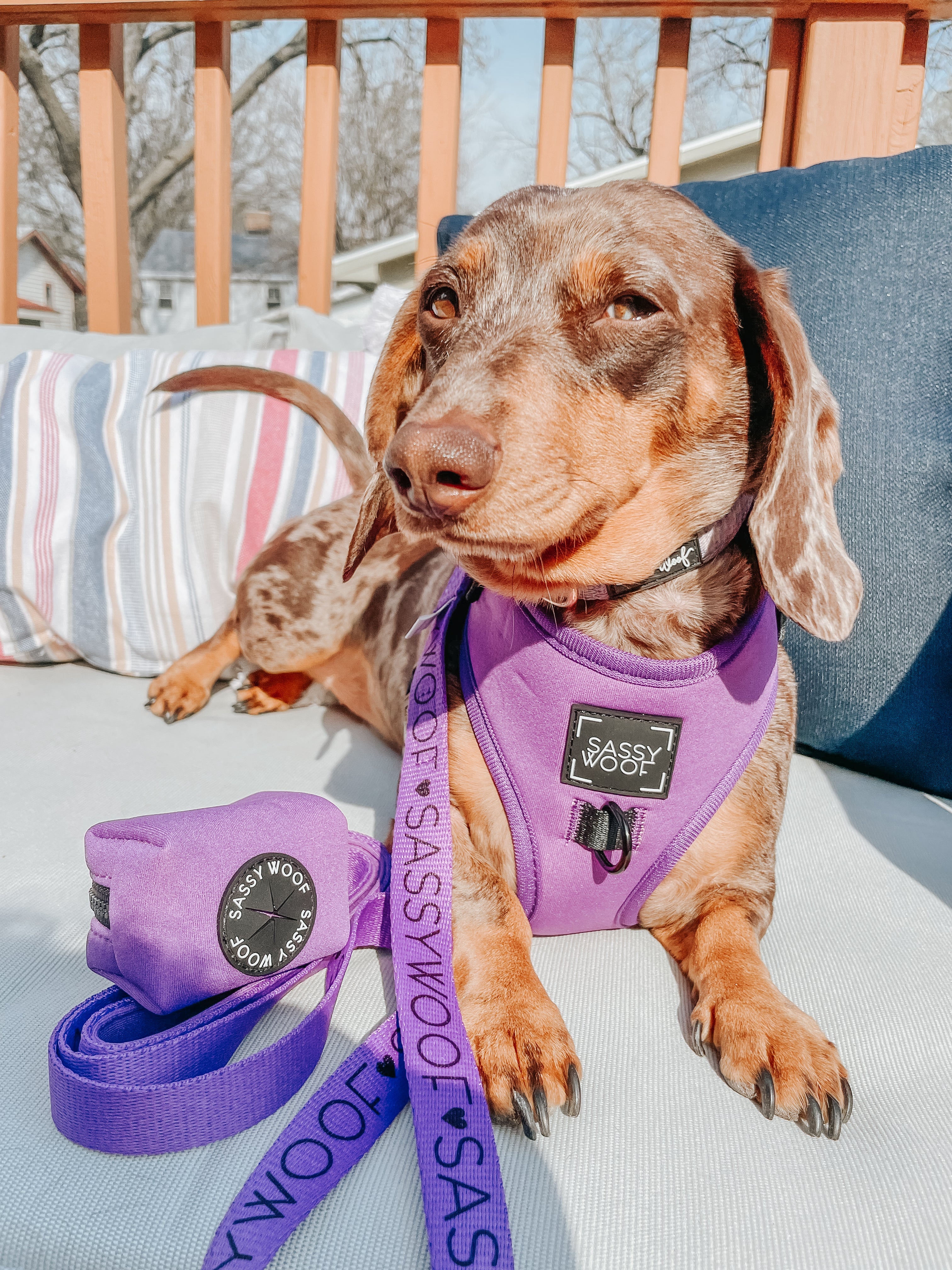 Dog Leash - Neon Purple