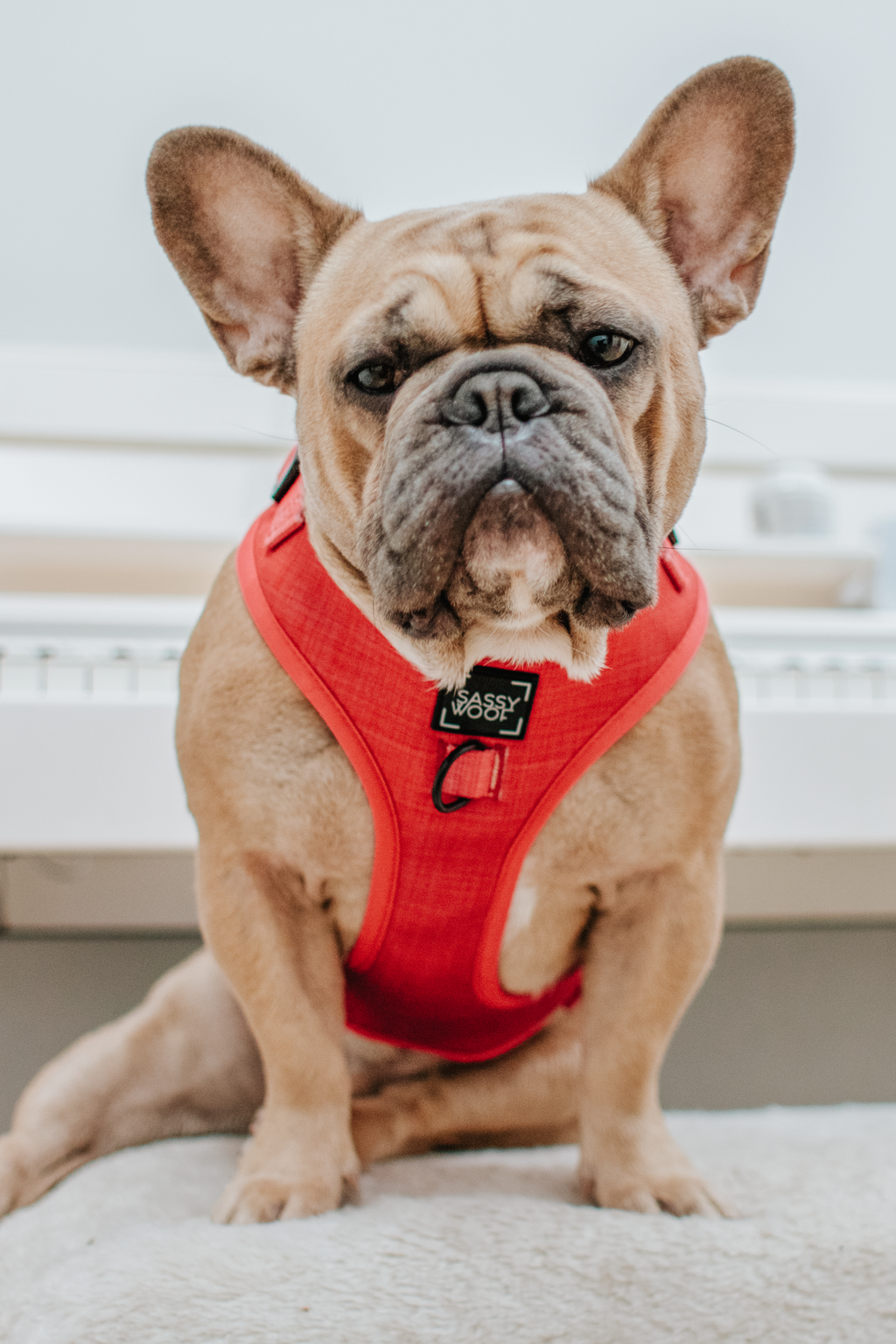 Dog Adjustable Harness - Merlot