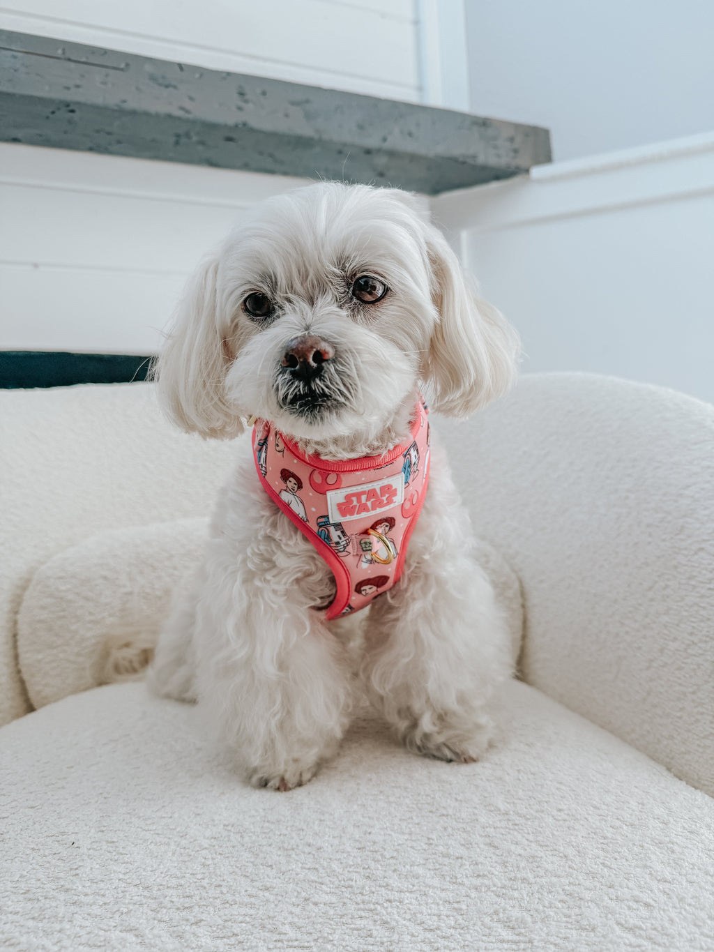 Dog Adjustable Harness - STAR WARS™ Princess Leia