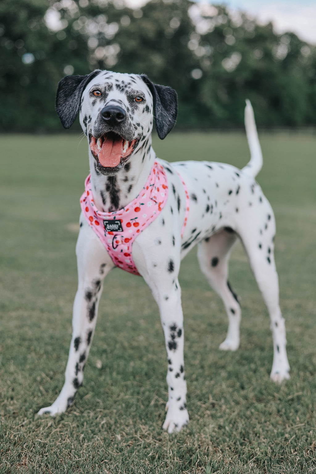 Dog Adjustable Harness - Mon Chérry