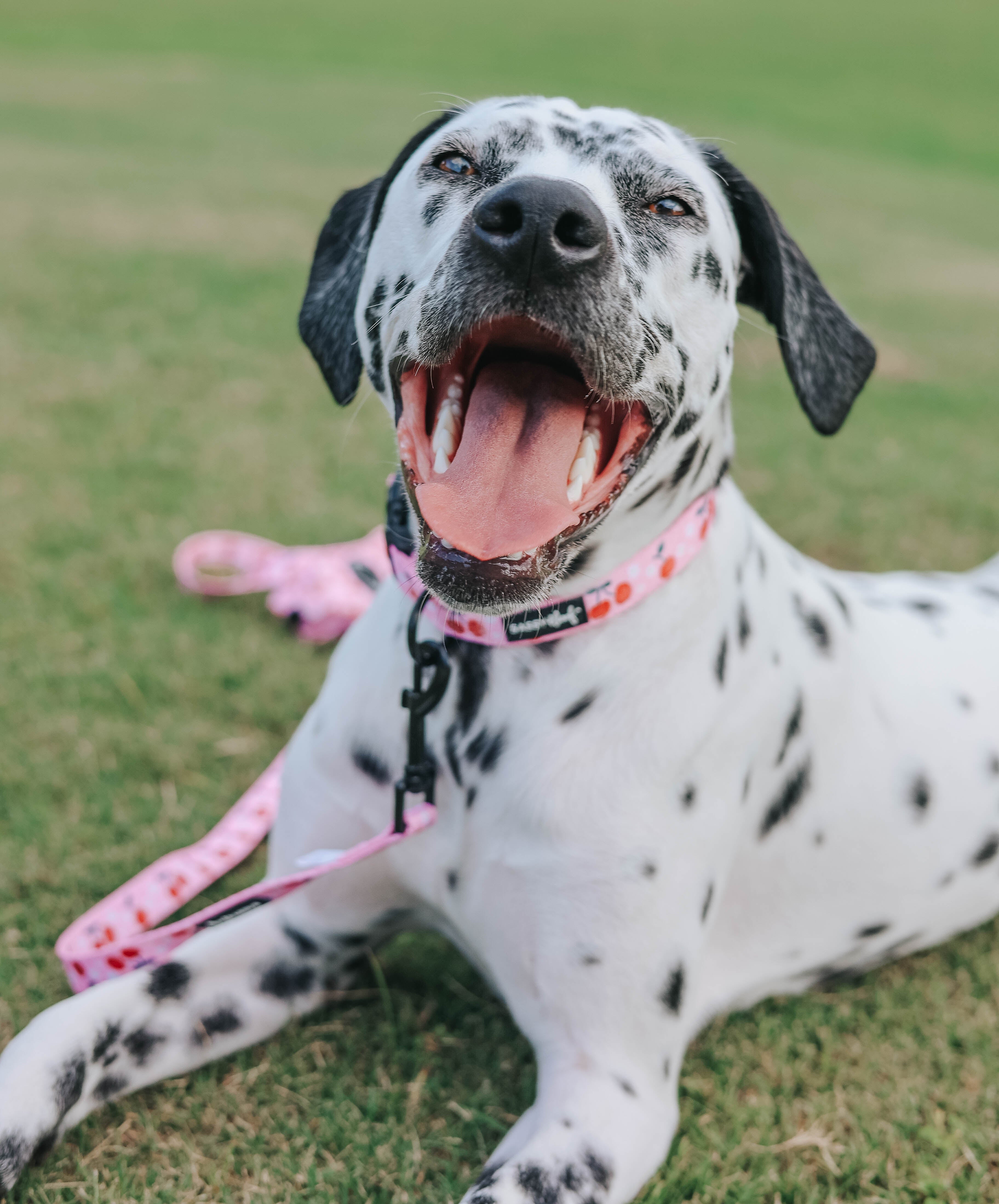 Dog Collar - Mon Chérry