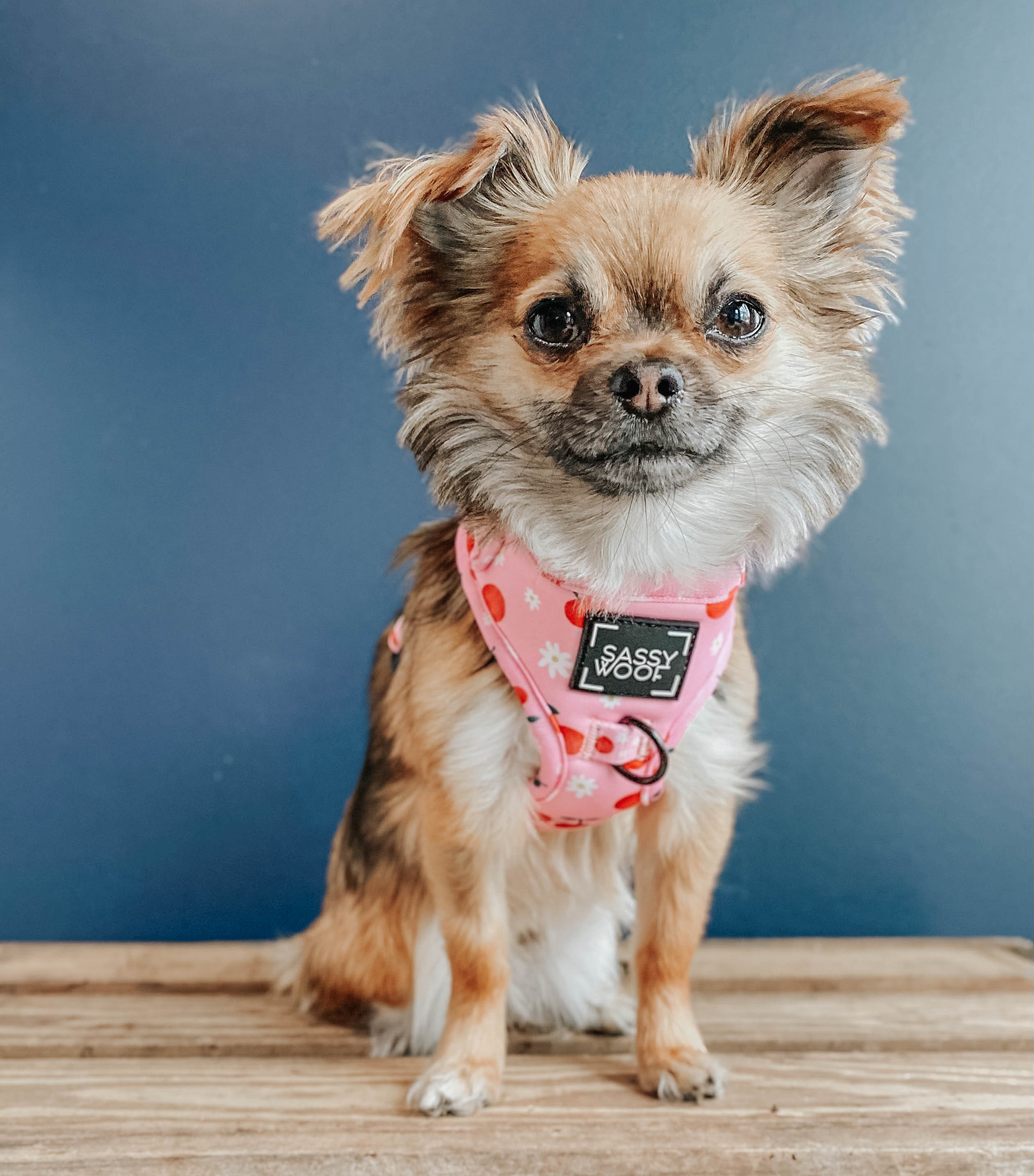 Dog Adjustable Harness - Mon Chérry