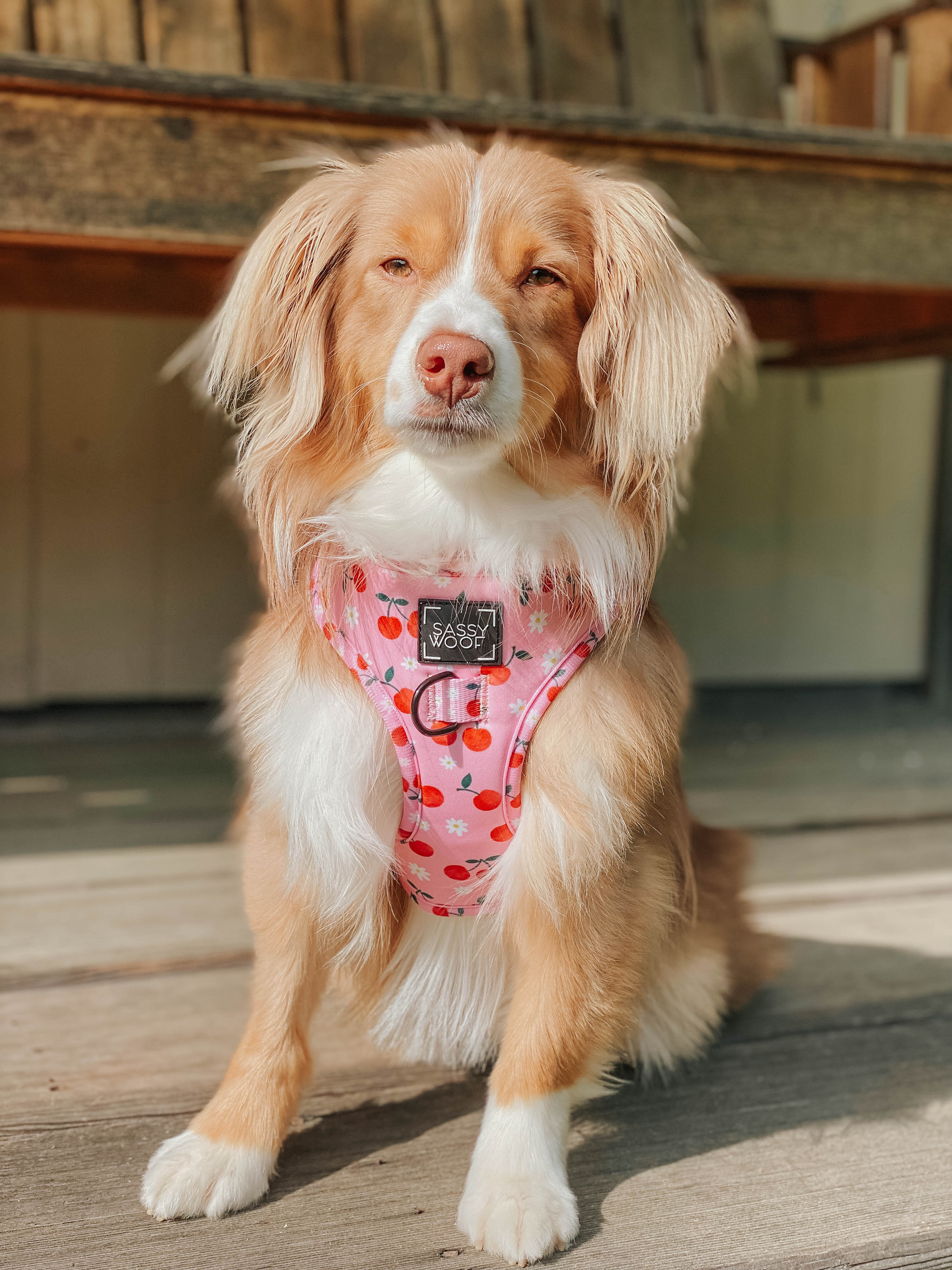 Dog Adjustable Harness - Mon Chérry