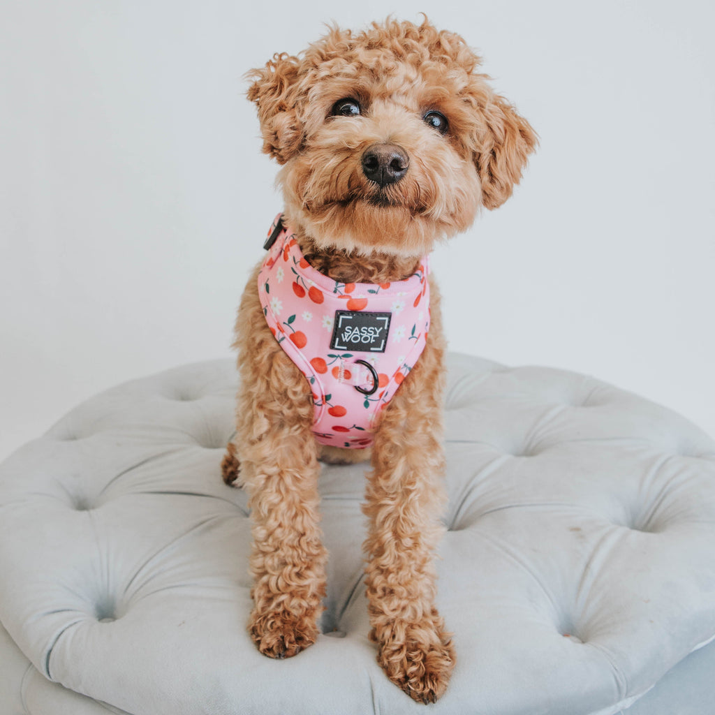Dog Adjustable Harness - Mon Chérry