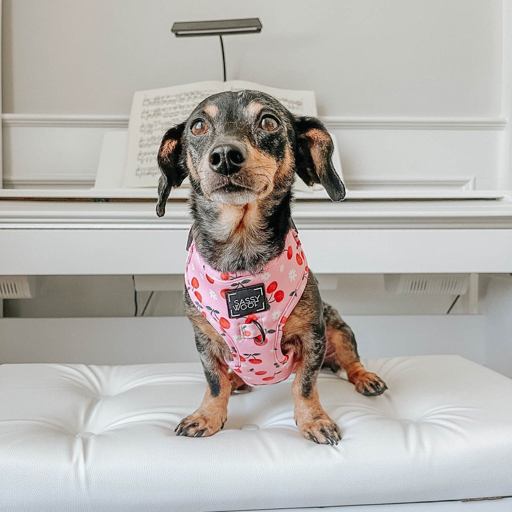 Dog Adjustable Harness - Mon Chérry
