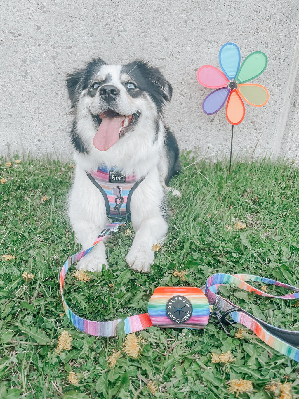 Dog Leash - Love You Fur You