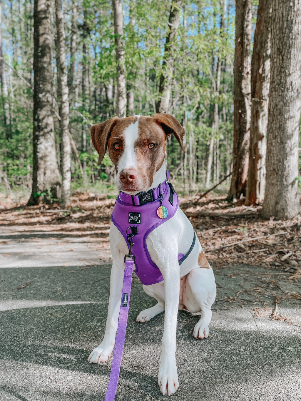 Dog Leash - Neon Purple
