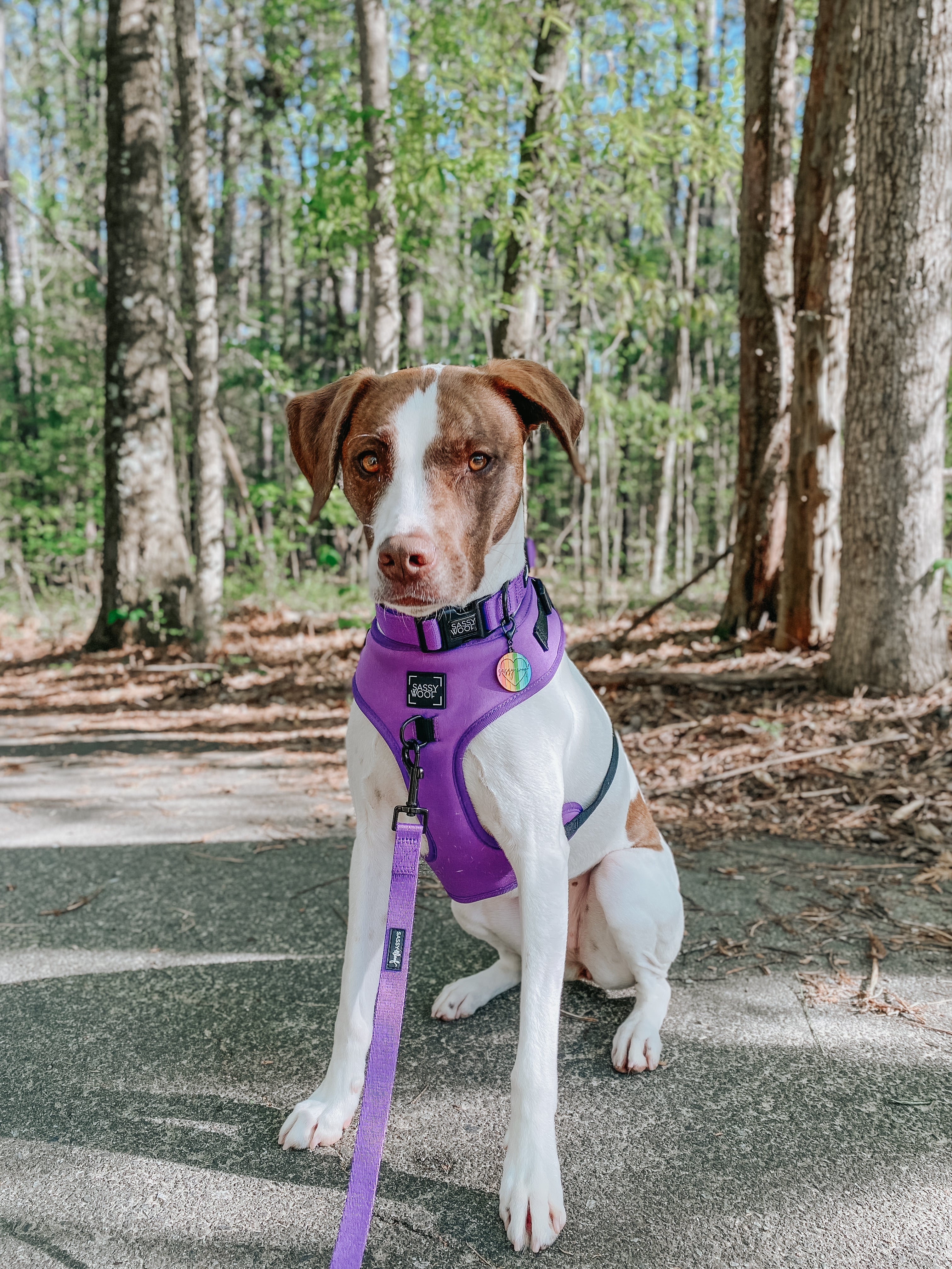 Dog Leash - Neon Purple