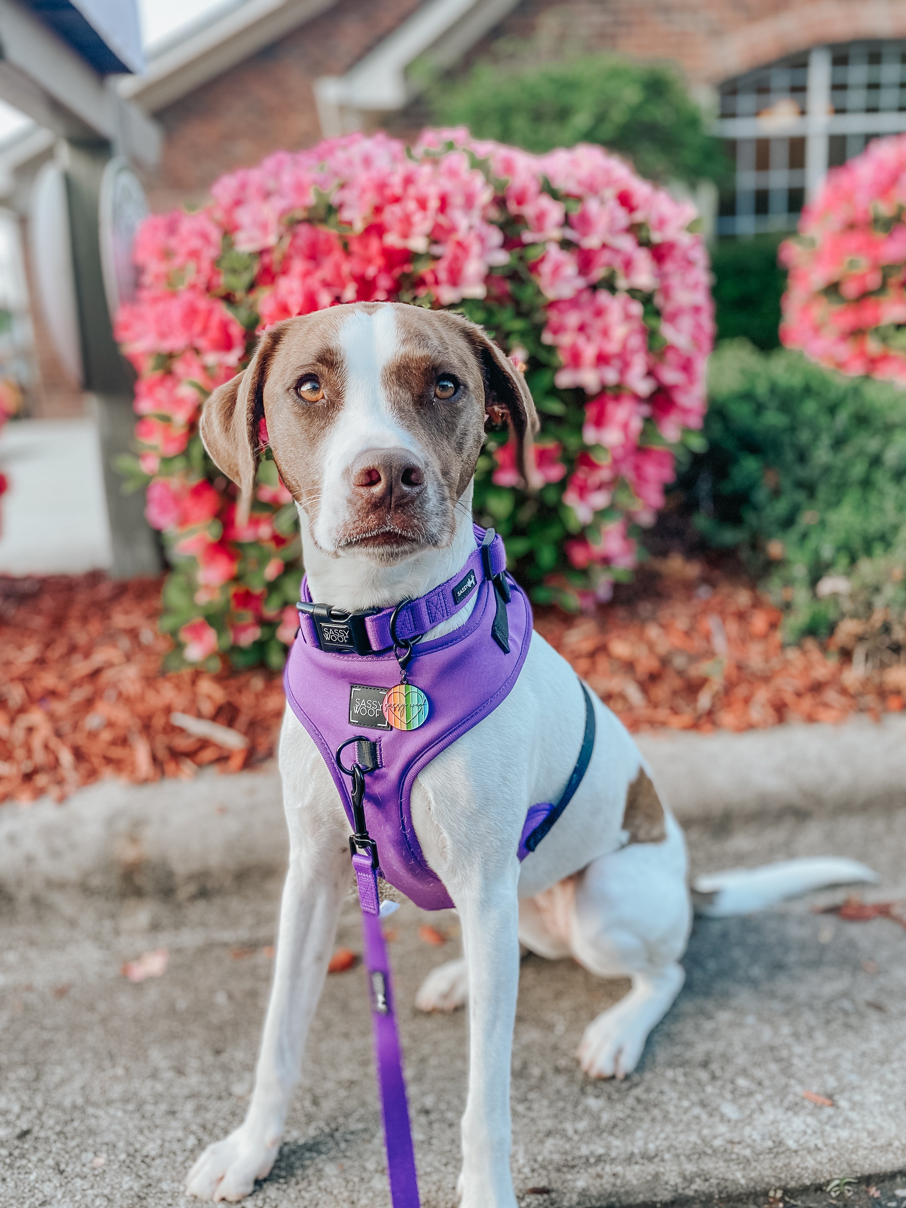 Dog Adjustable Harness - Neon Purple