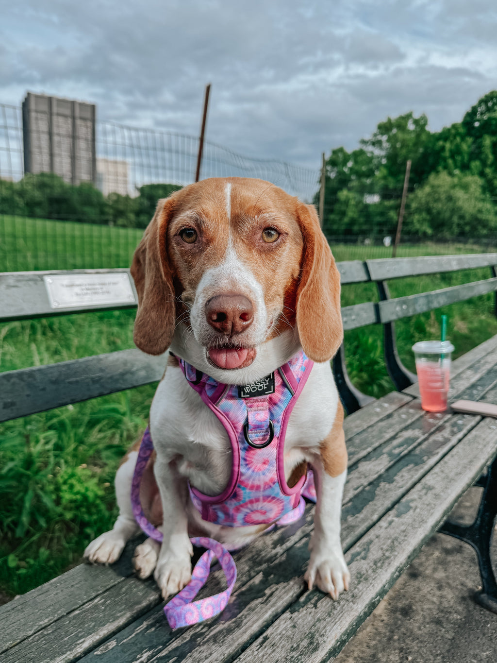 Dog Step-in Harness - Purple Haze