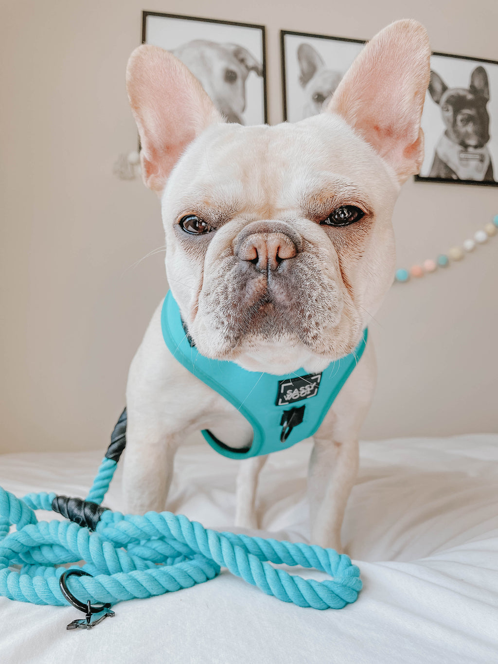 Dog Adjustable Harness - Neon Blue
