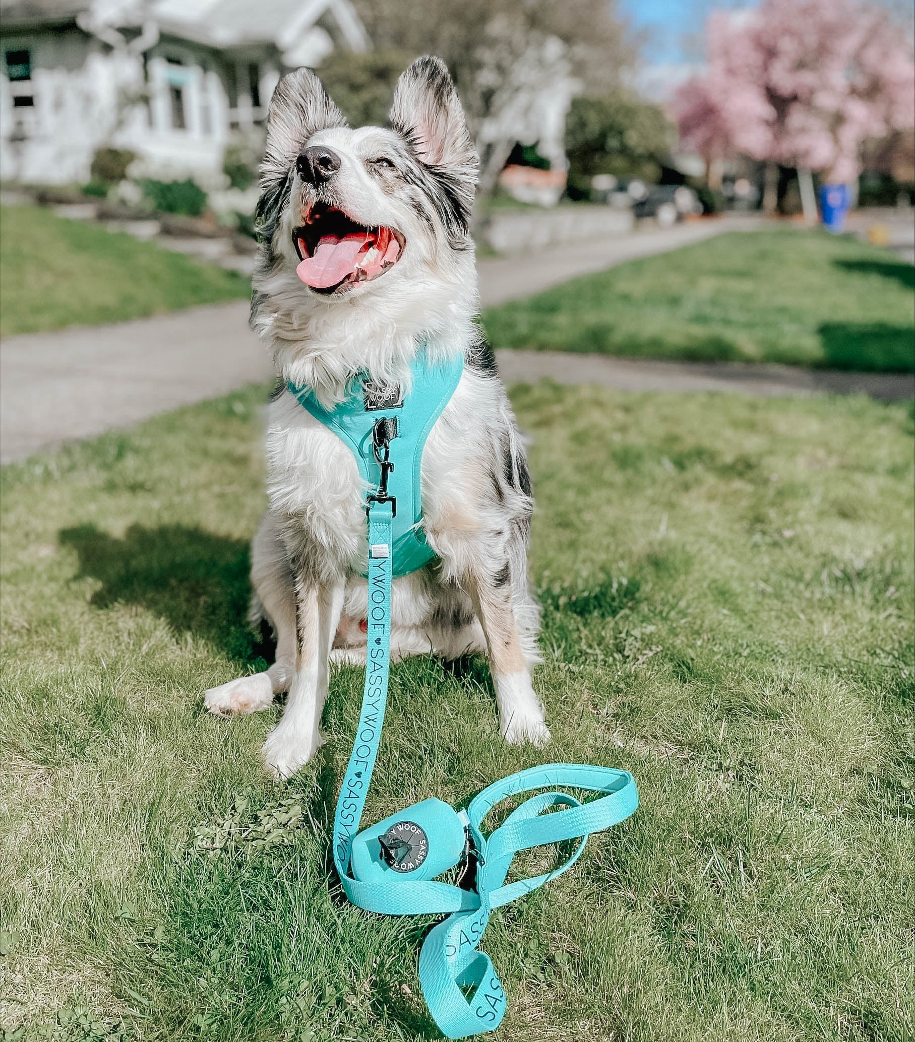 Dog Leash - Neon Blue