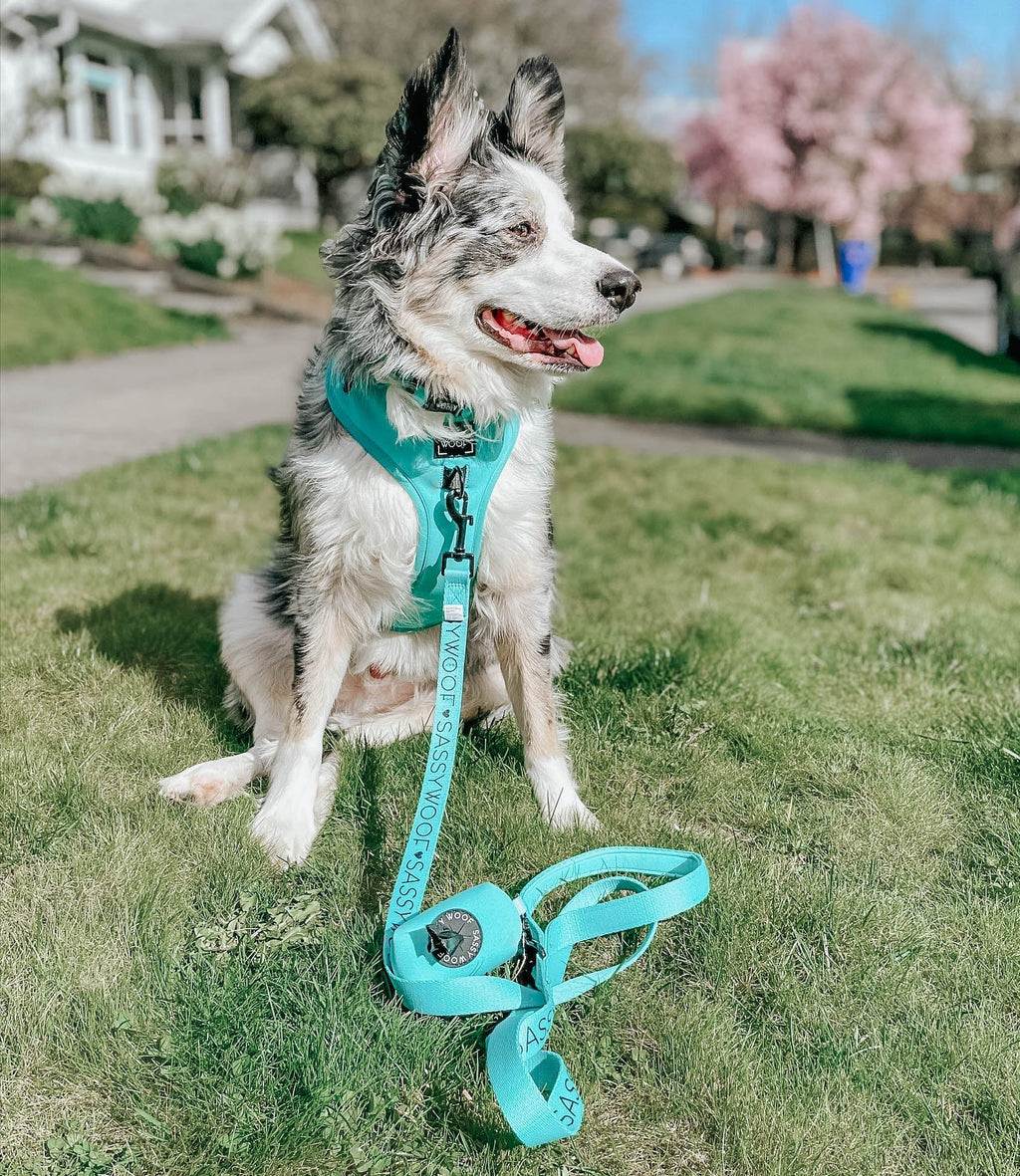 Dog Adjustable Harness - Neon Blue