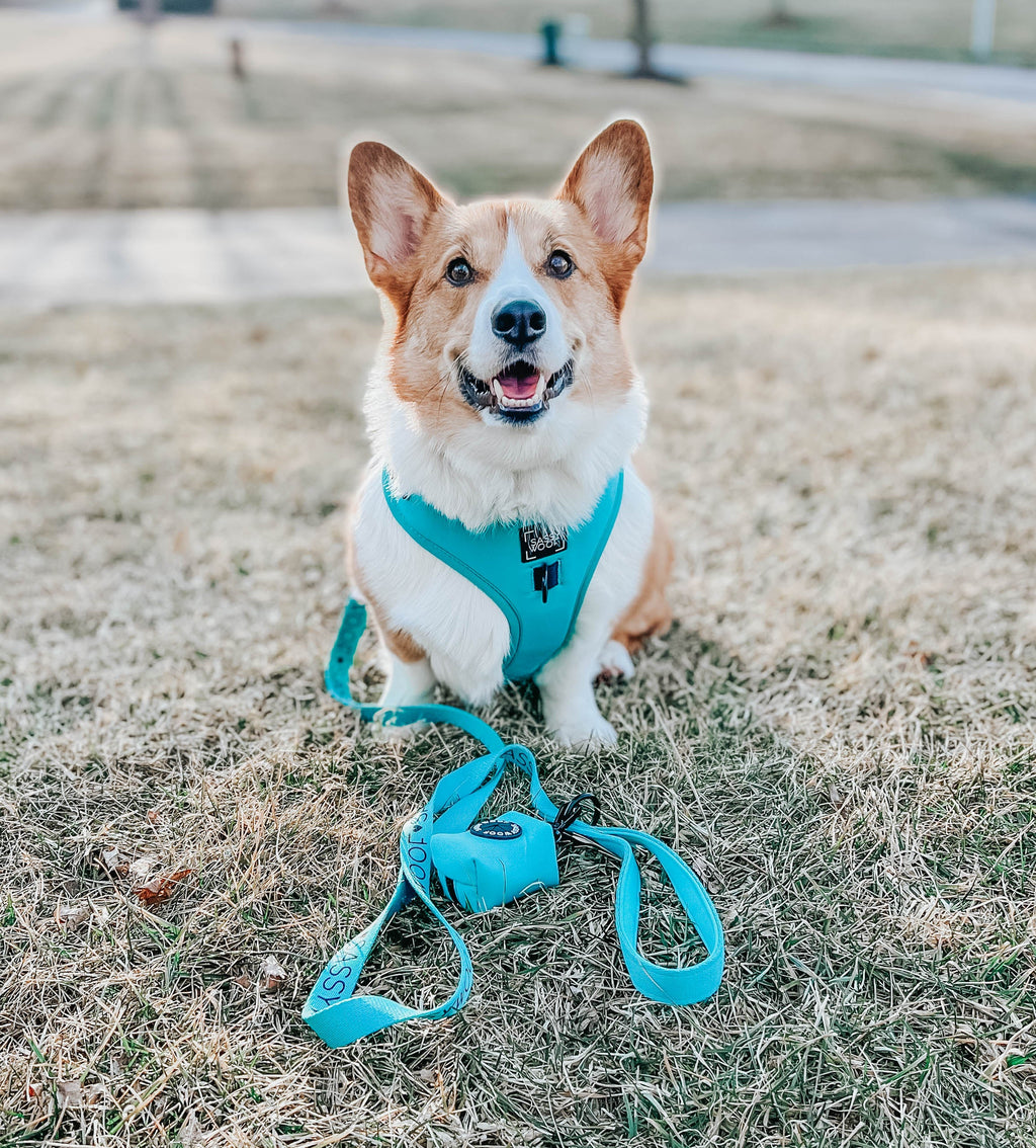 Dog Leash - Neon Blue