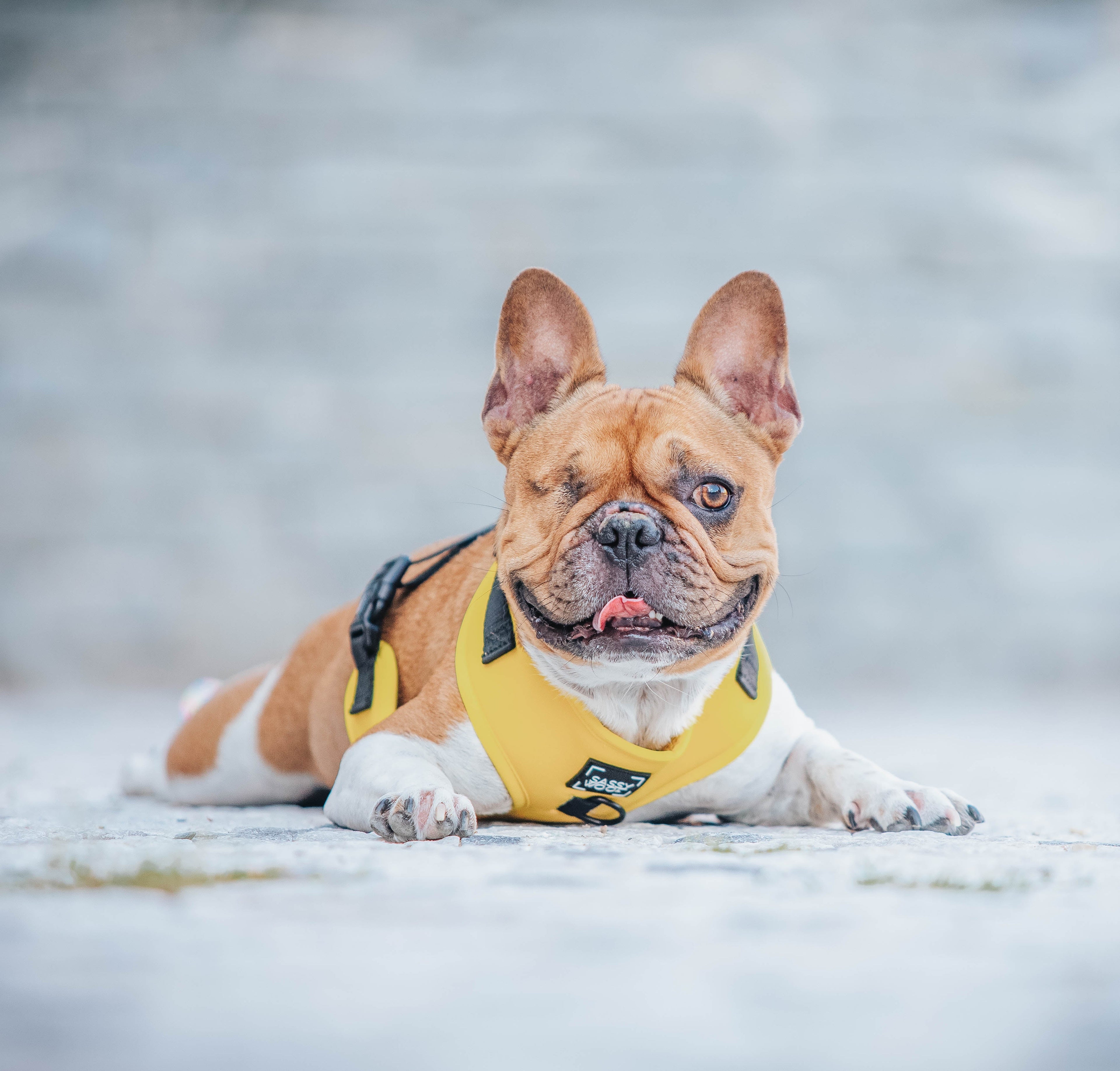 Dog Adjustable Harness - Neon Yellow