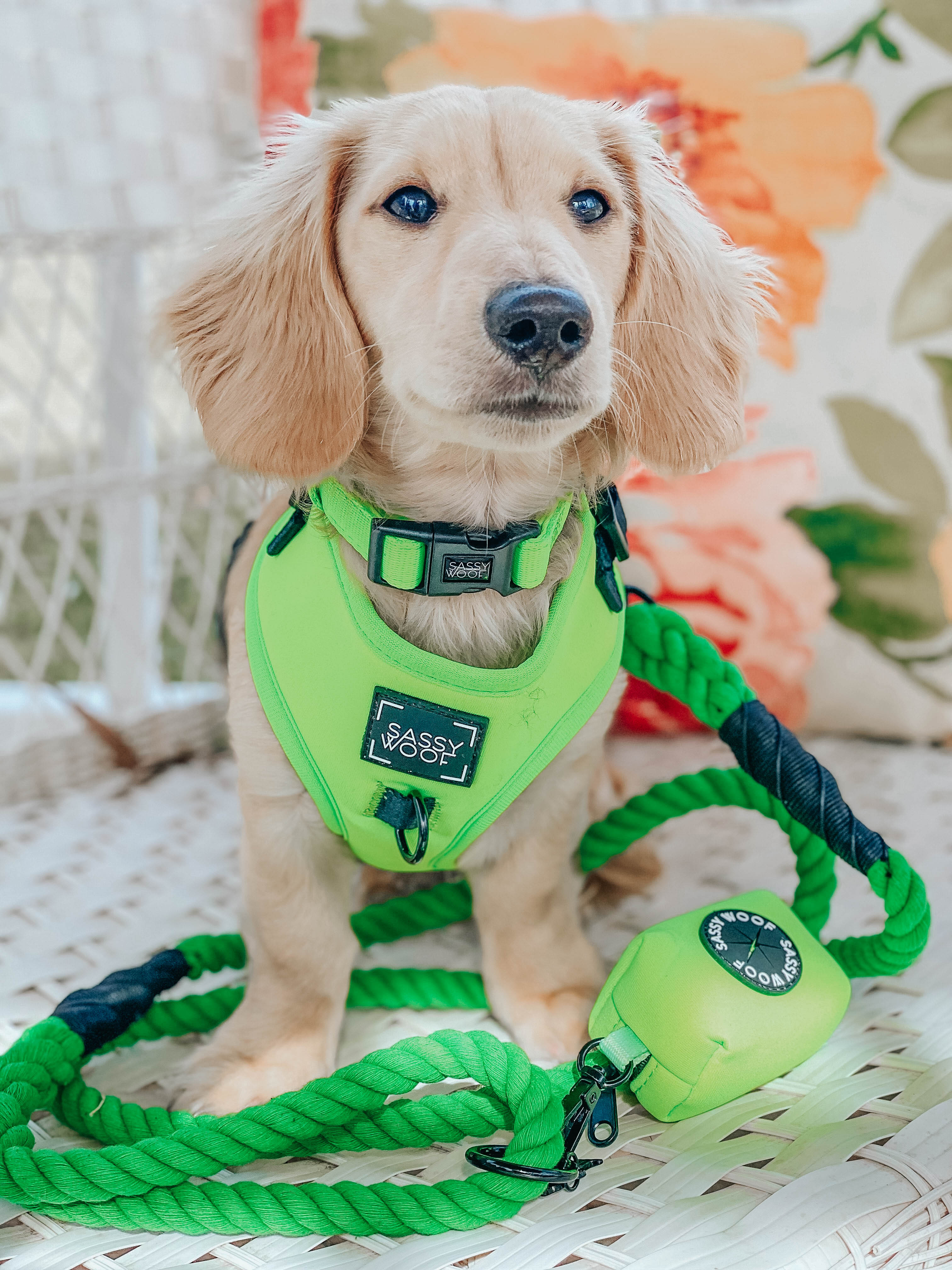 Dog Collar - Neon Green