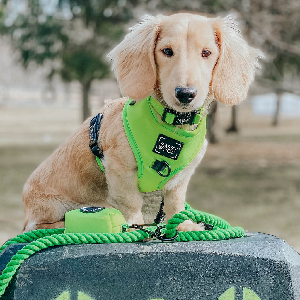 Dog Adjustable Harness - Neon Green