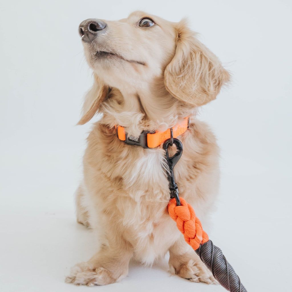 Dog Collar - Neon Orange