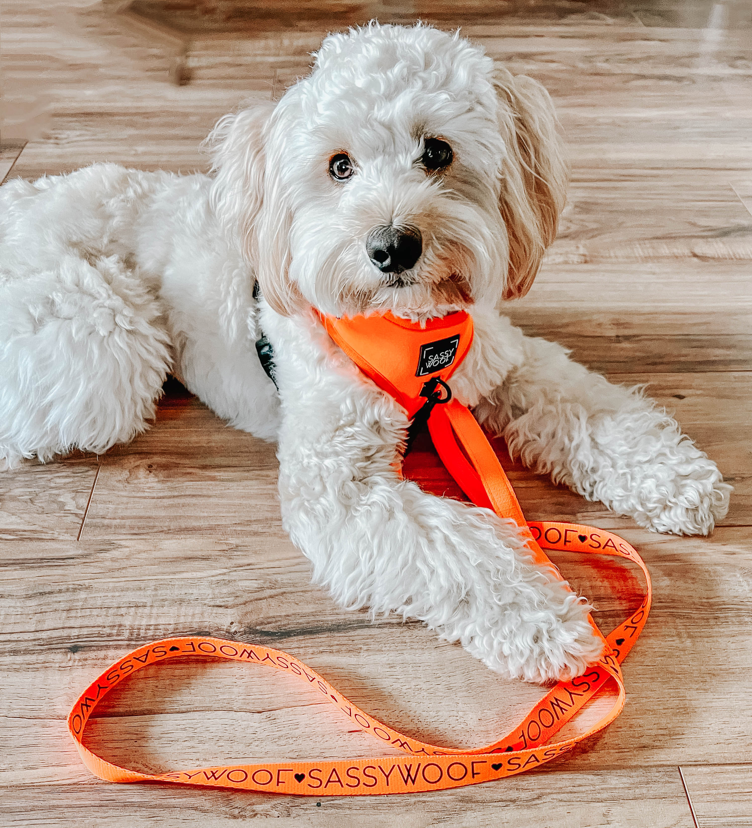 Dog Adjustable Harness - Neon Orange