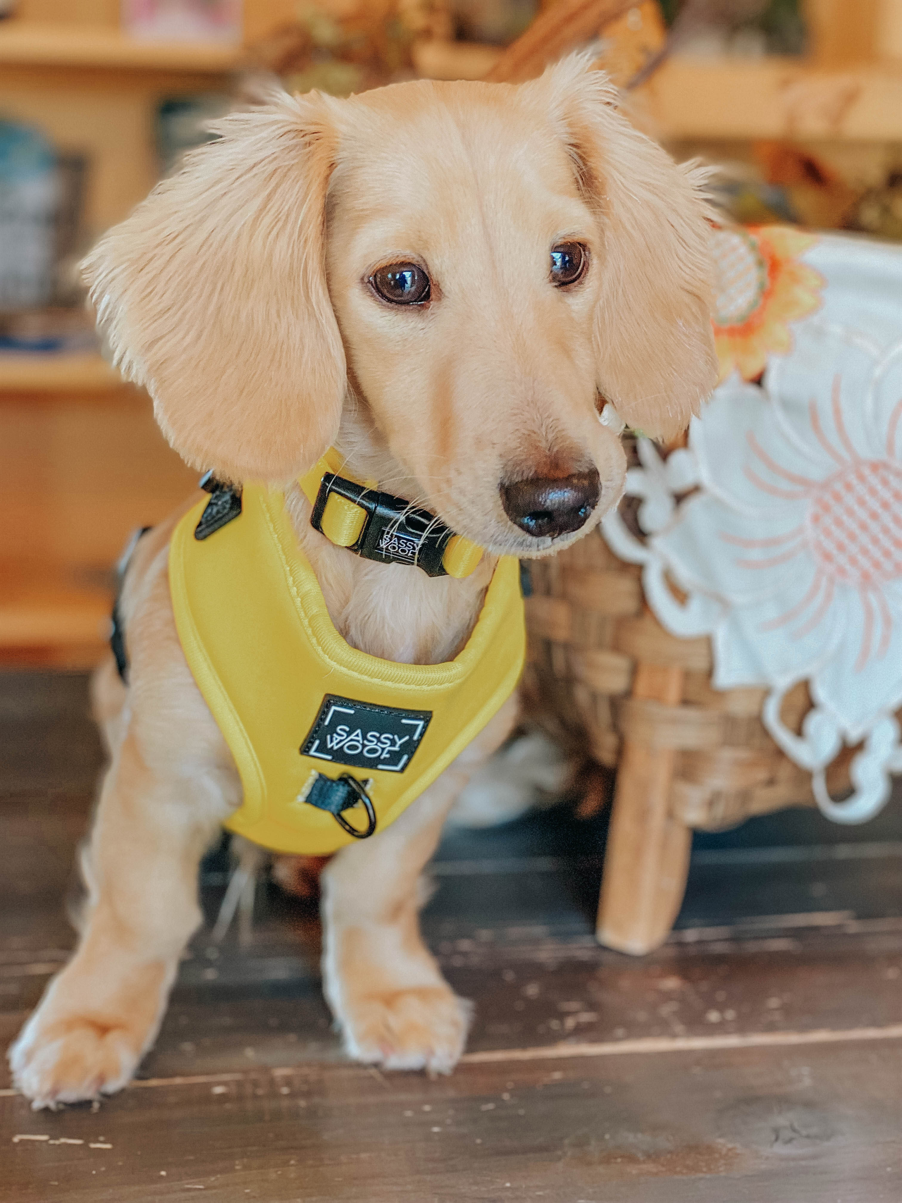 Dog Collar - Neon Yellow