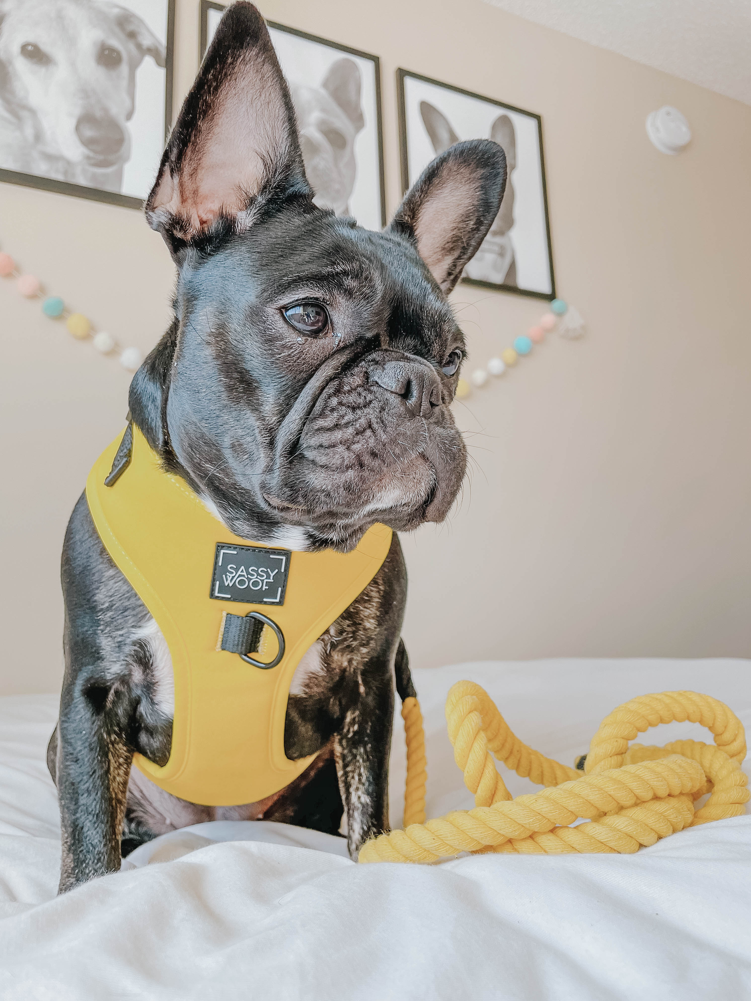 Dog Adjustable Harness - Neon Yellow