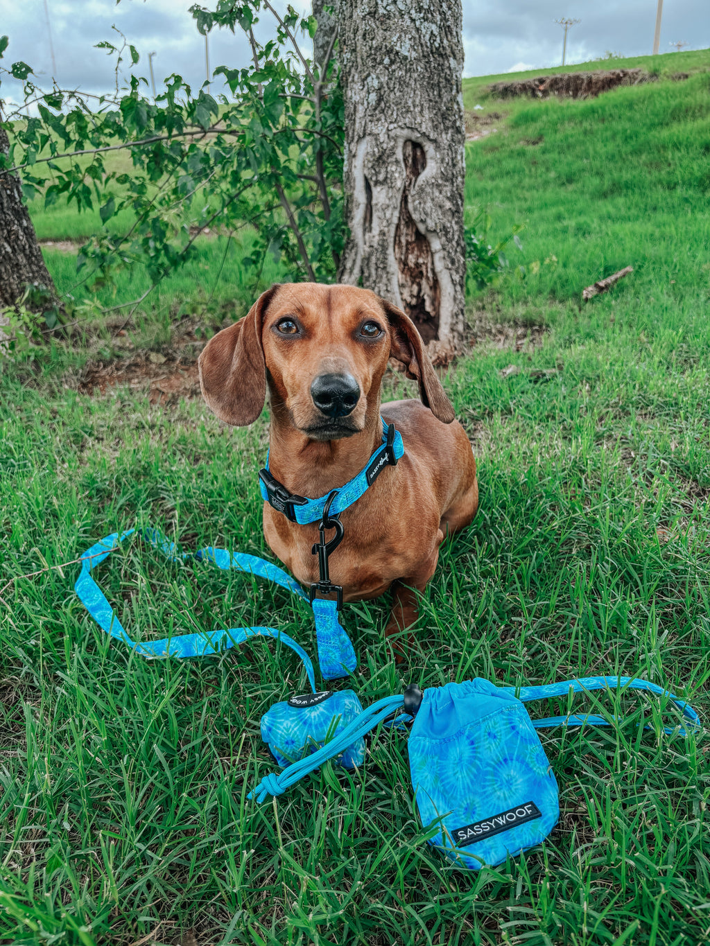 Dog Leash - Tropical Tides