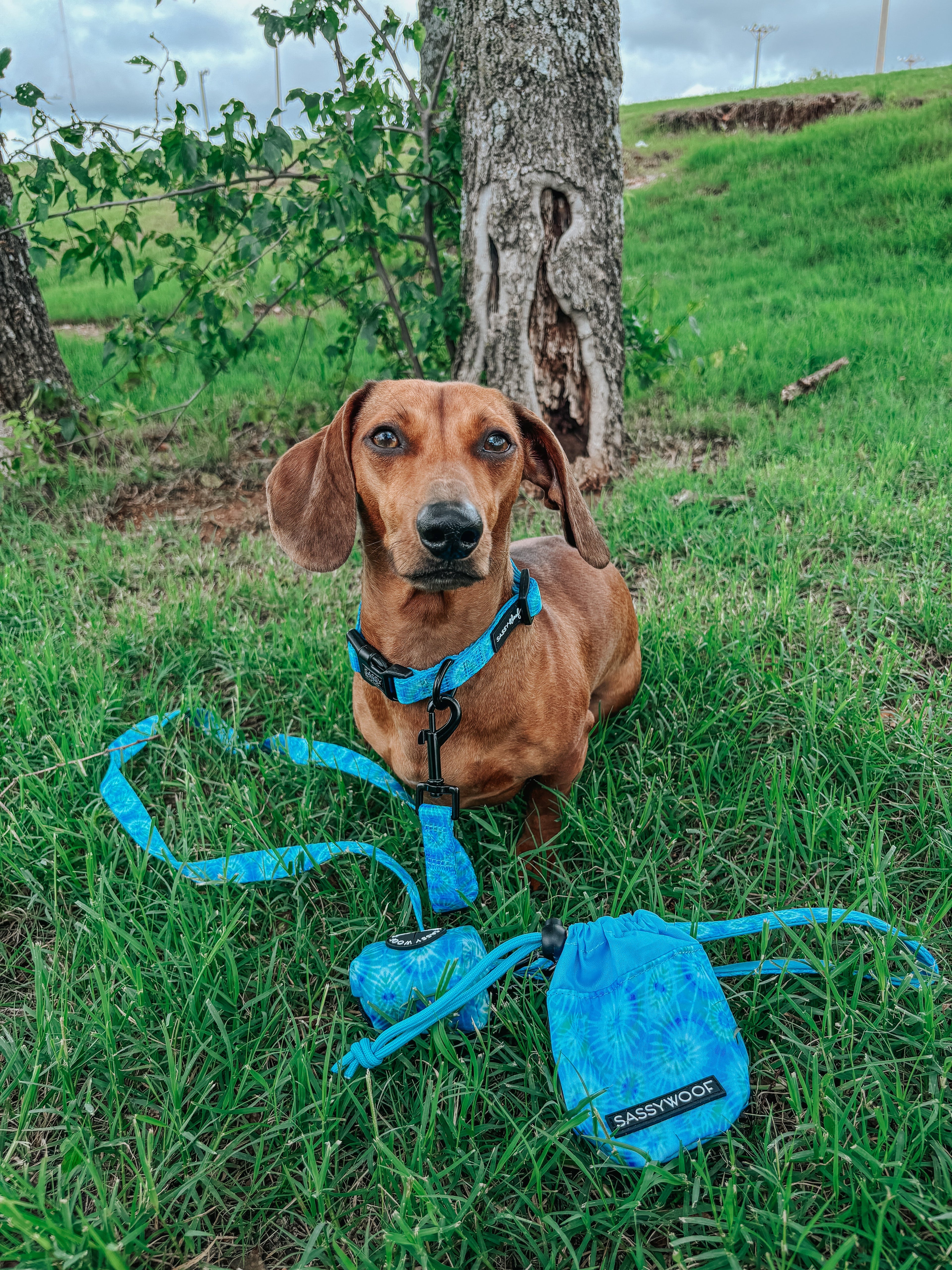 Dog Collar - Tropical Tides