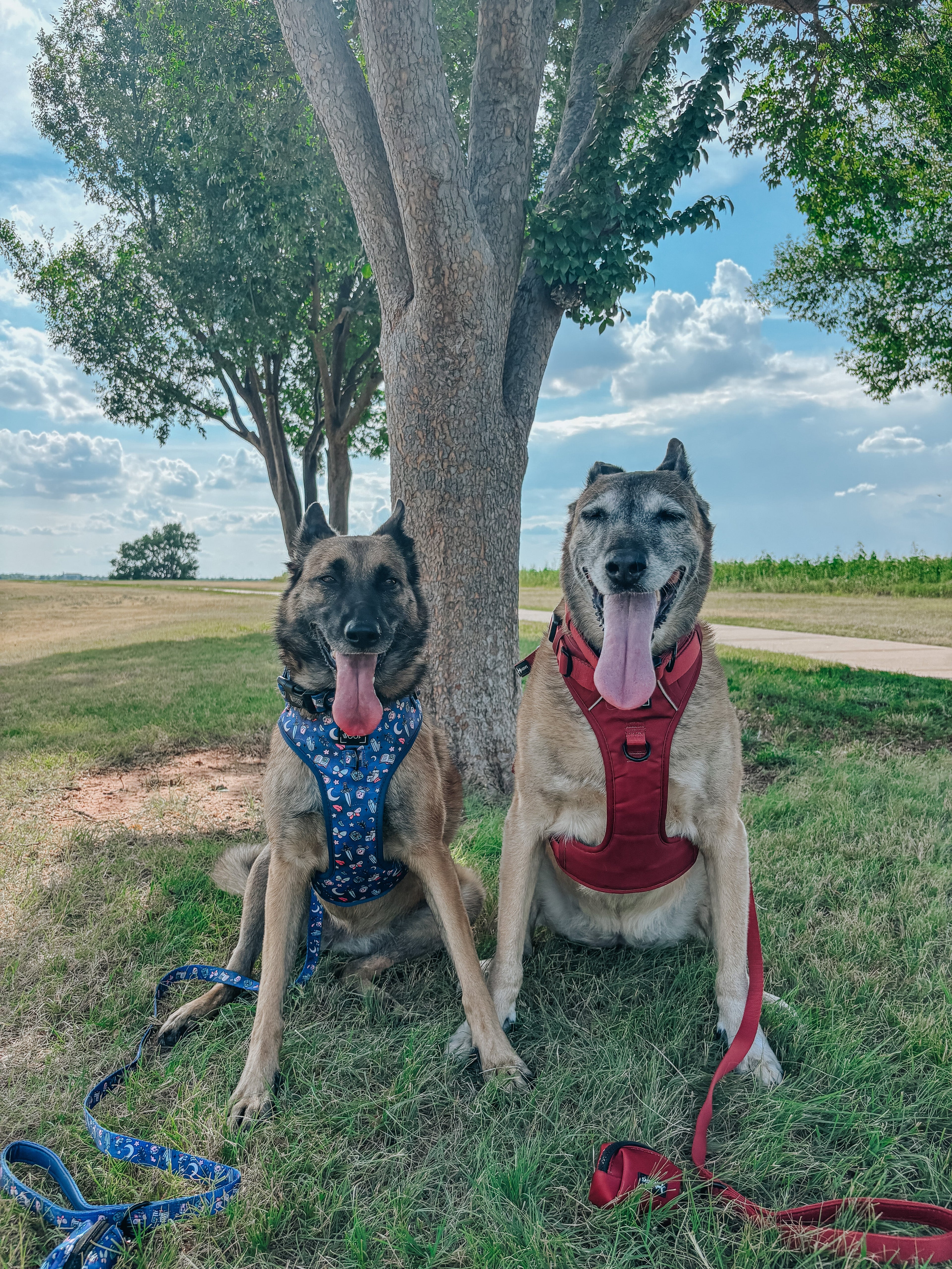 Dog Collar - Spellbound