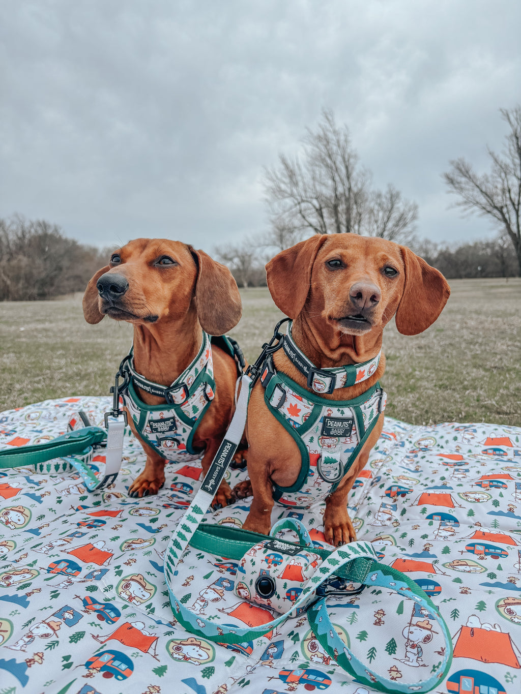 Dog Collar - Peanuts™ Beagle Scouts