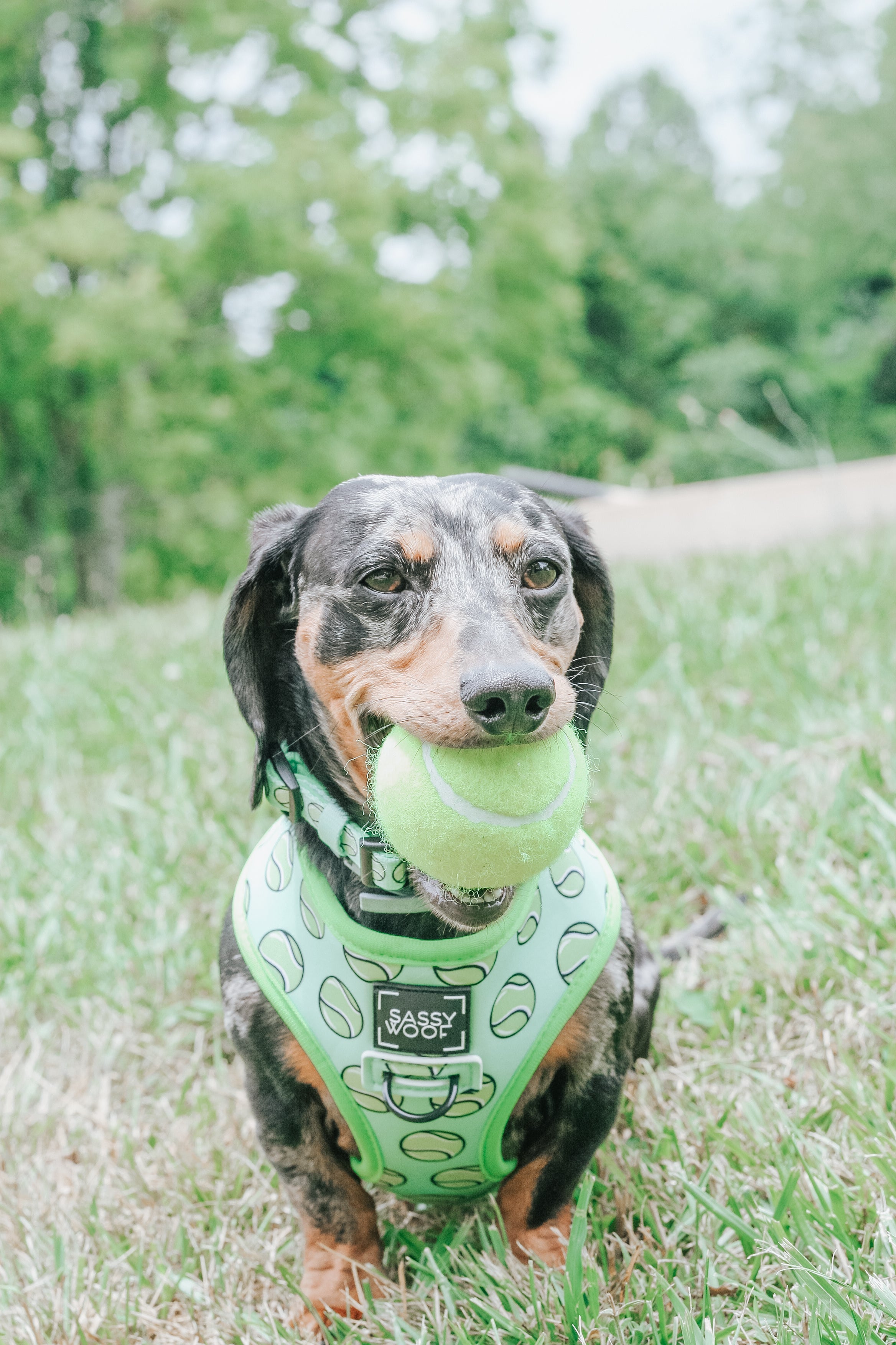 Dog Reversible Harness - Serving Up Sass