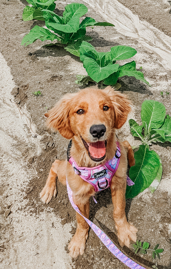 Dog Step-in Harness - Purple Haze