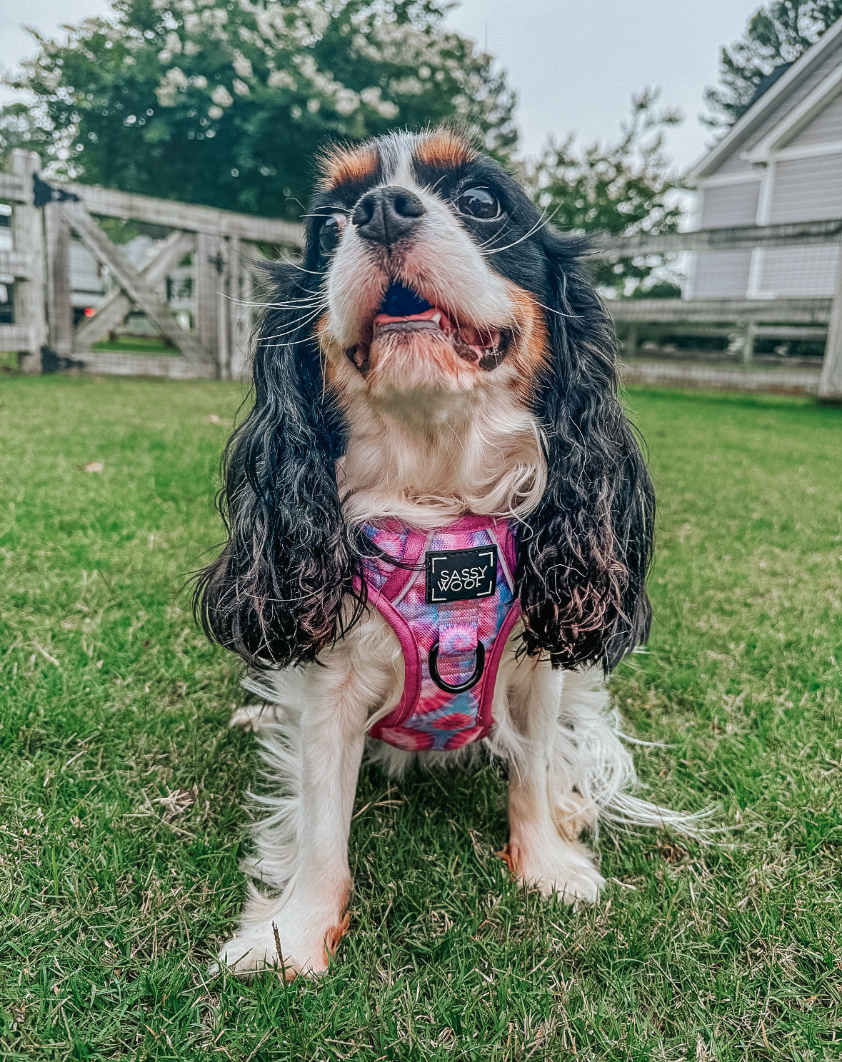 Dog Step-in Harness - Purple Haze