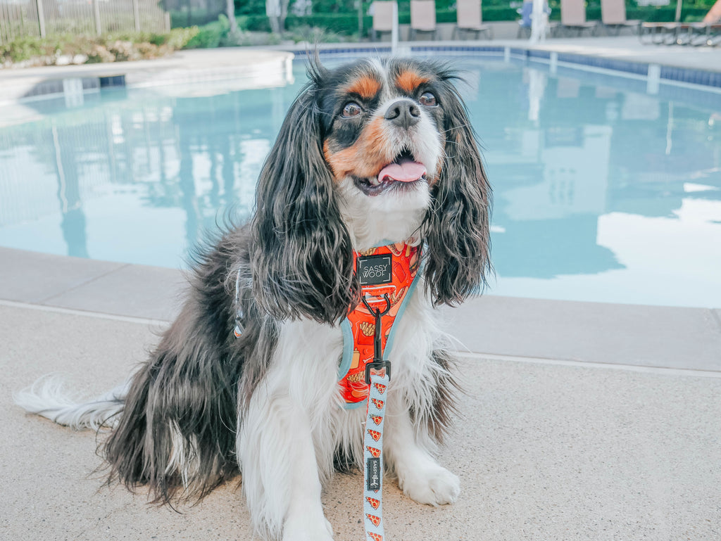 Dog Leash - One Hot Pupperoni