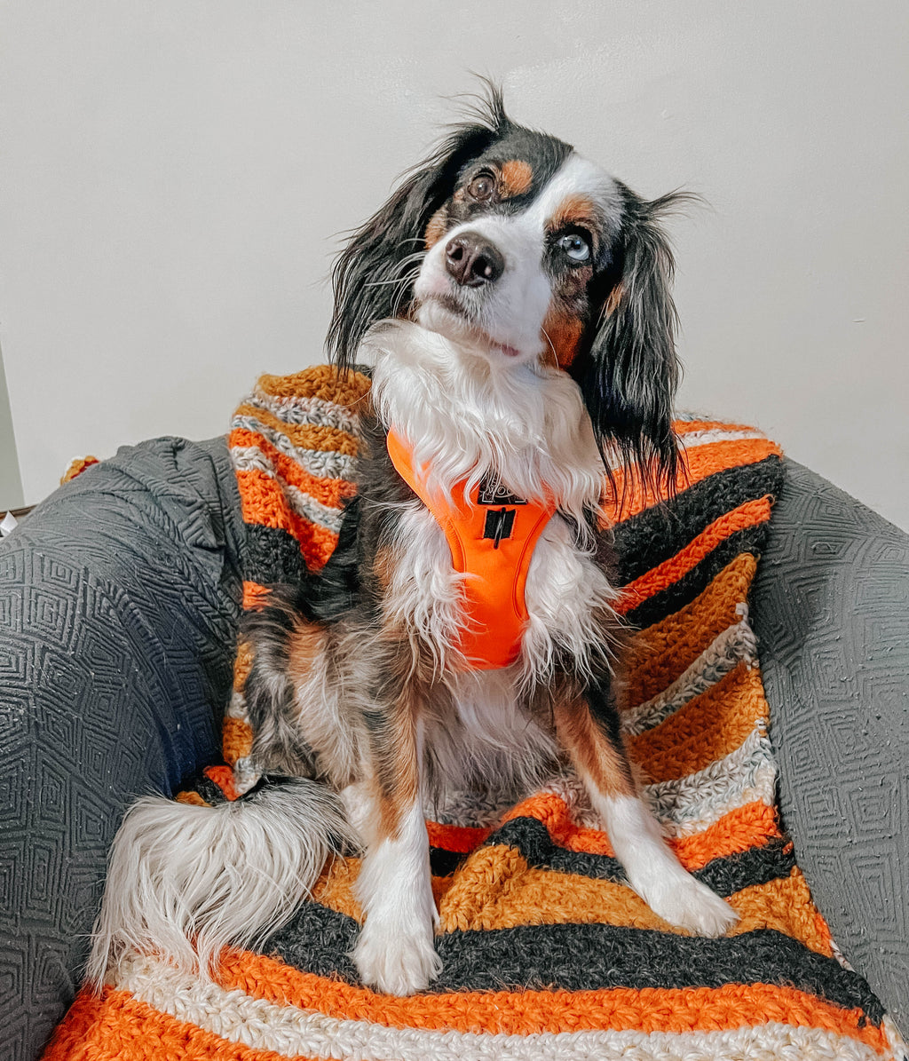 Dog Adjustable Harness - Neon Orange