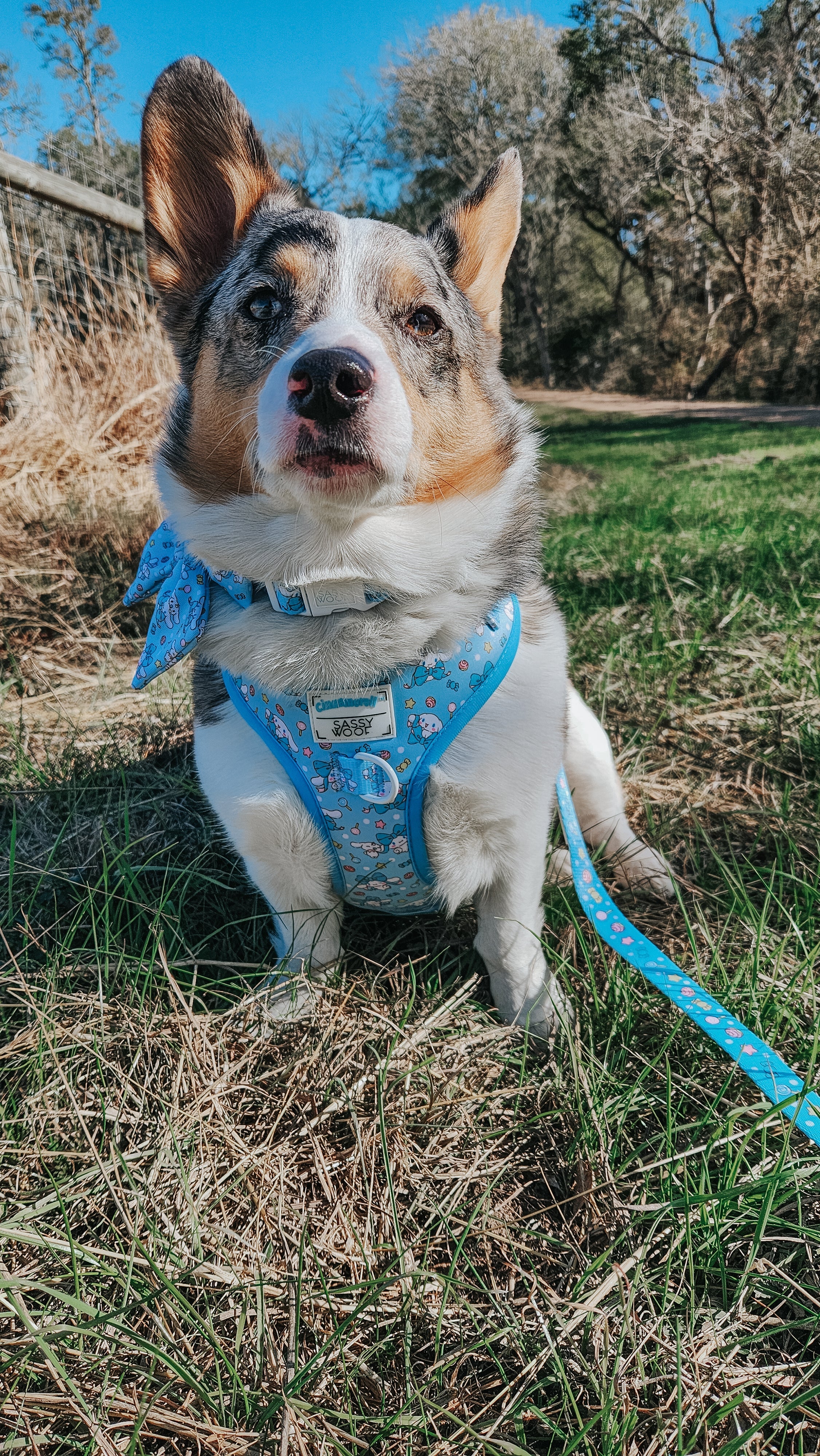 Dog Leash - Cinnamoroll™