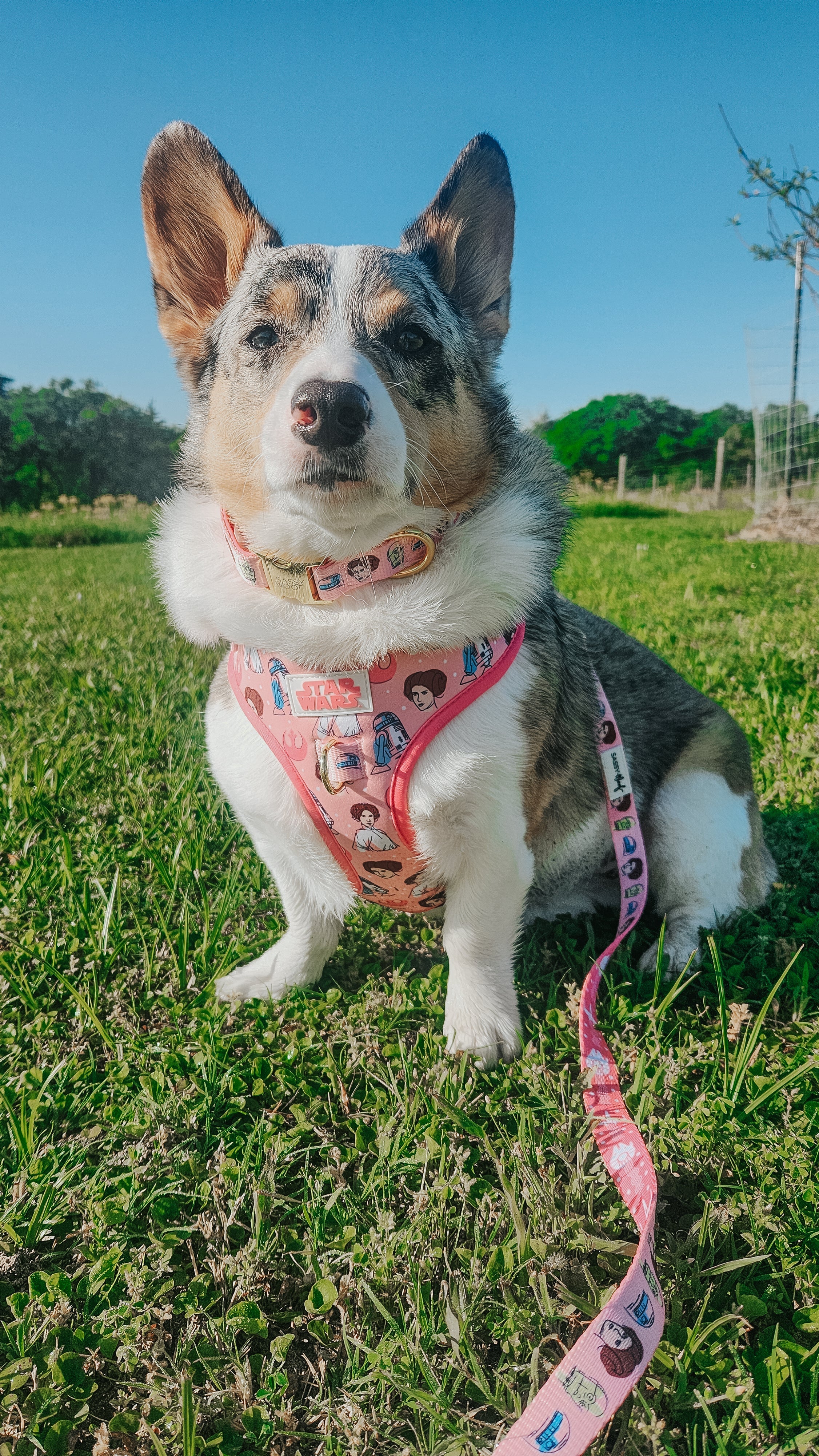 Dog Collar - STAR WARS™ Princess Leia