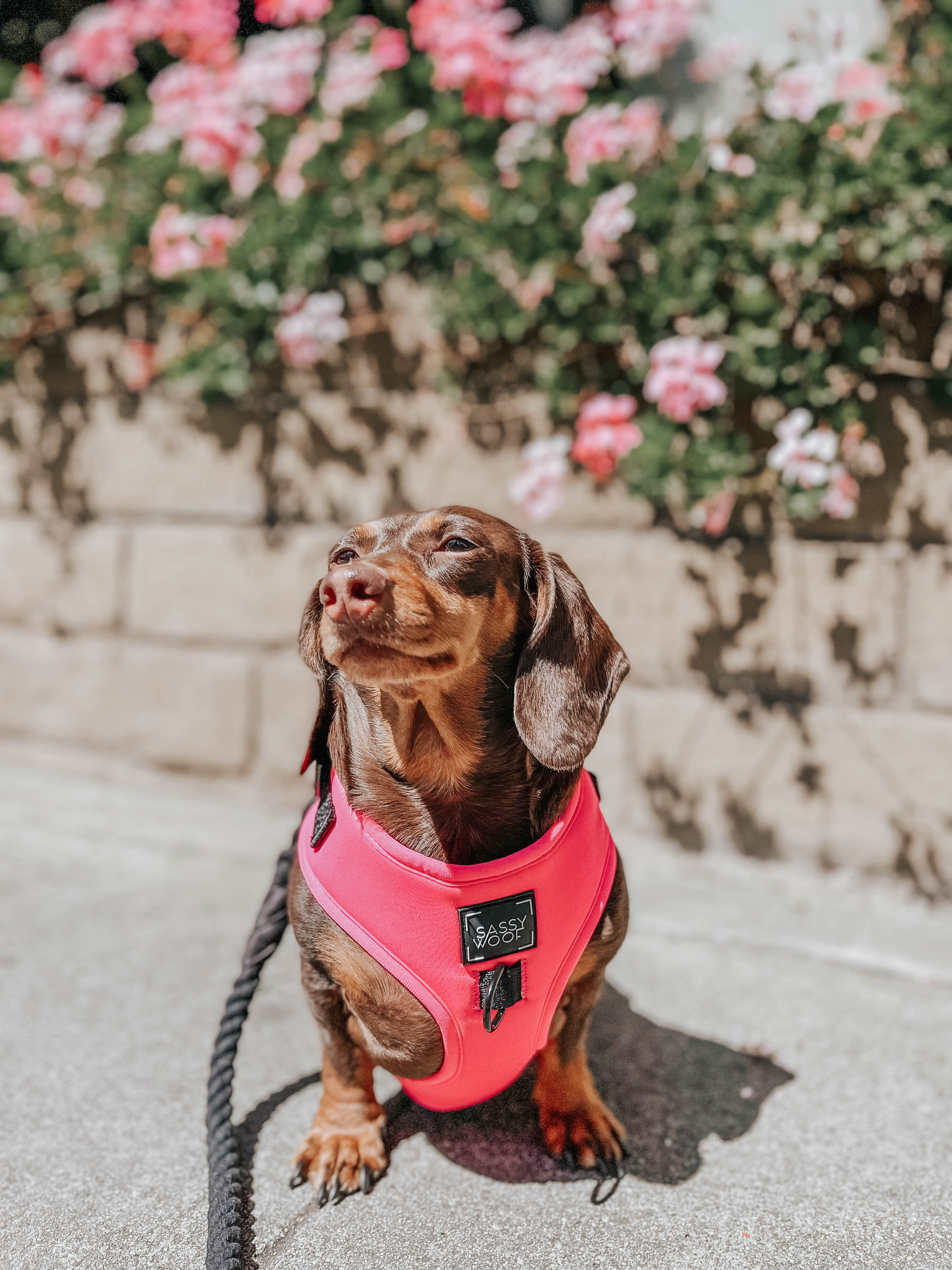 Dog Adjustable Harness - Neon Pink