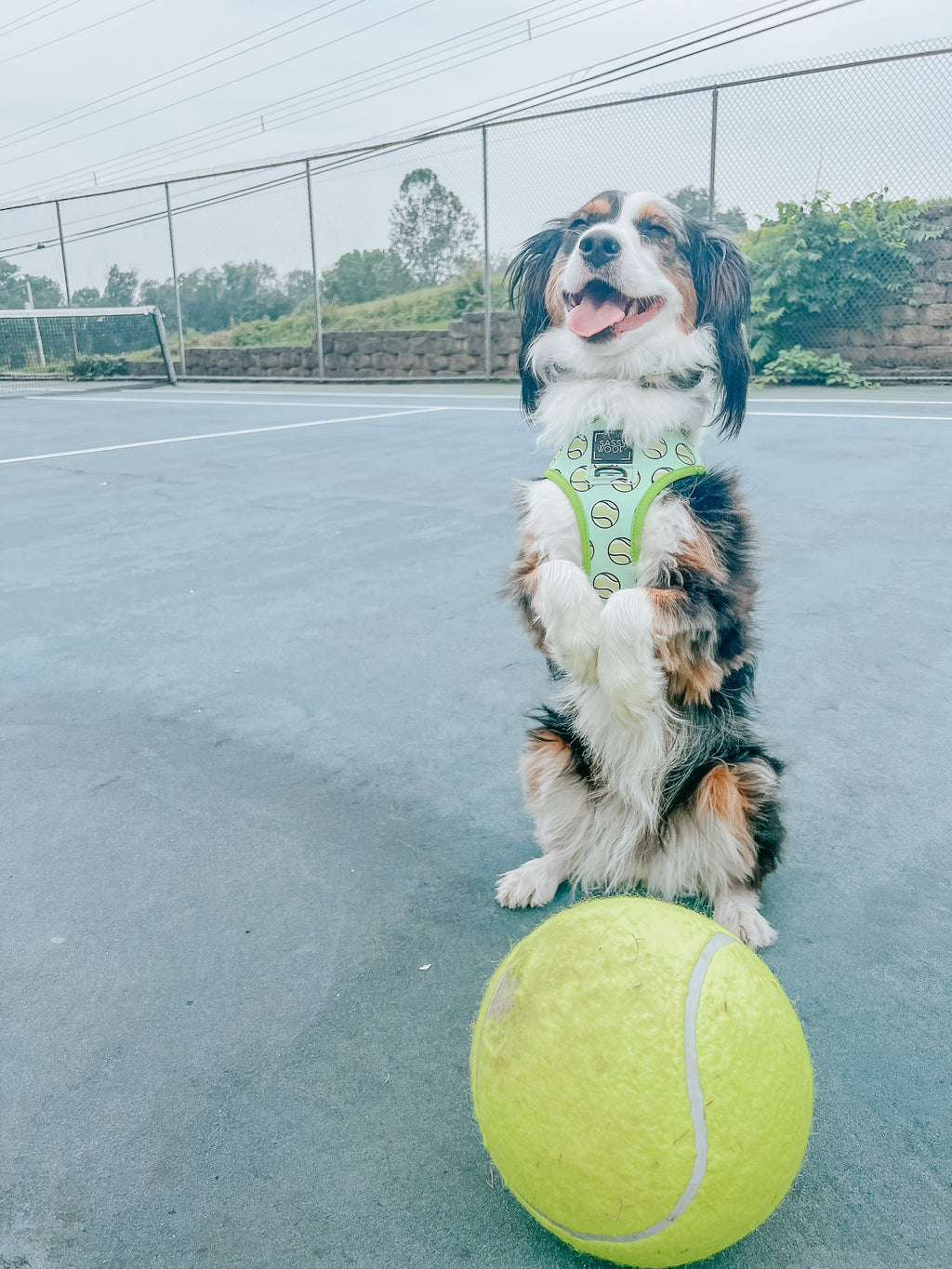 Dog Collar - Serving Up Sass
