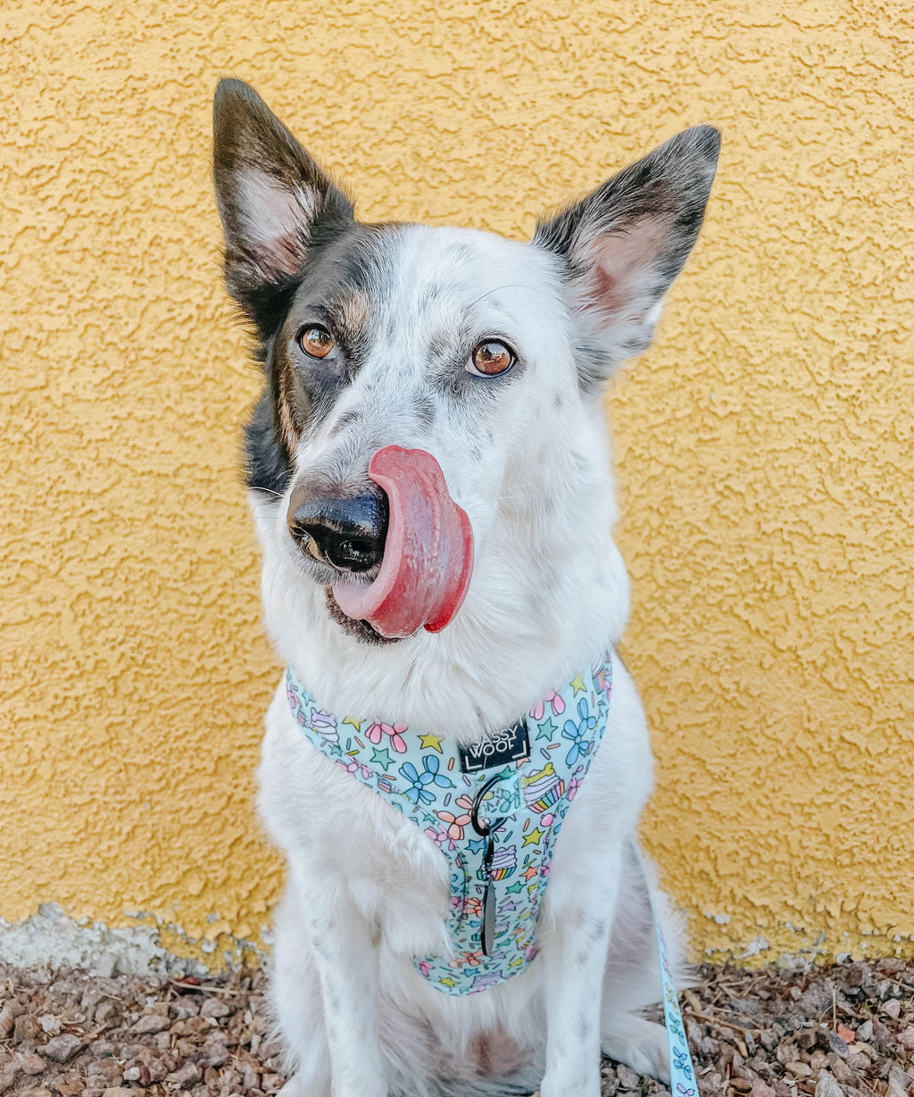 Dog Adjustable Harness - Pup Pup Hooray