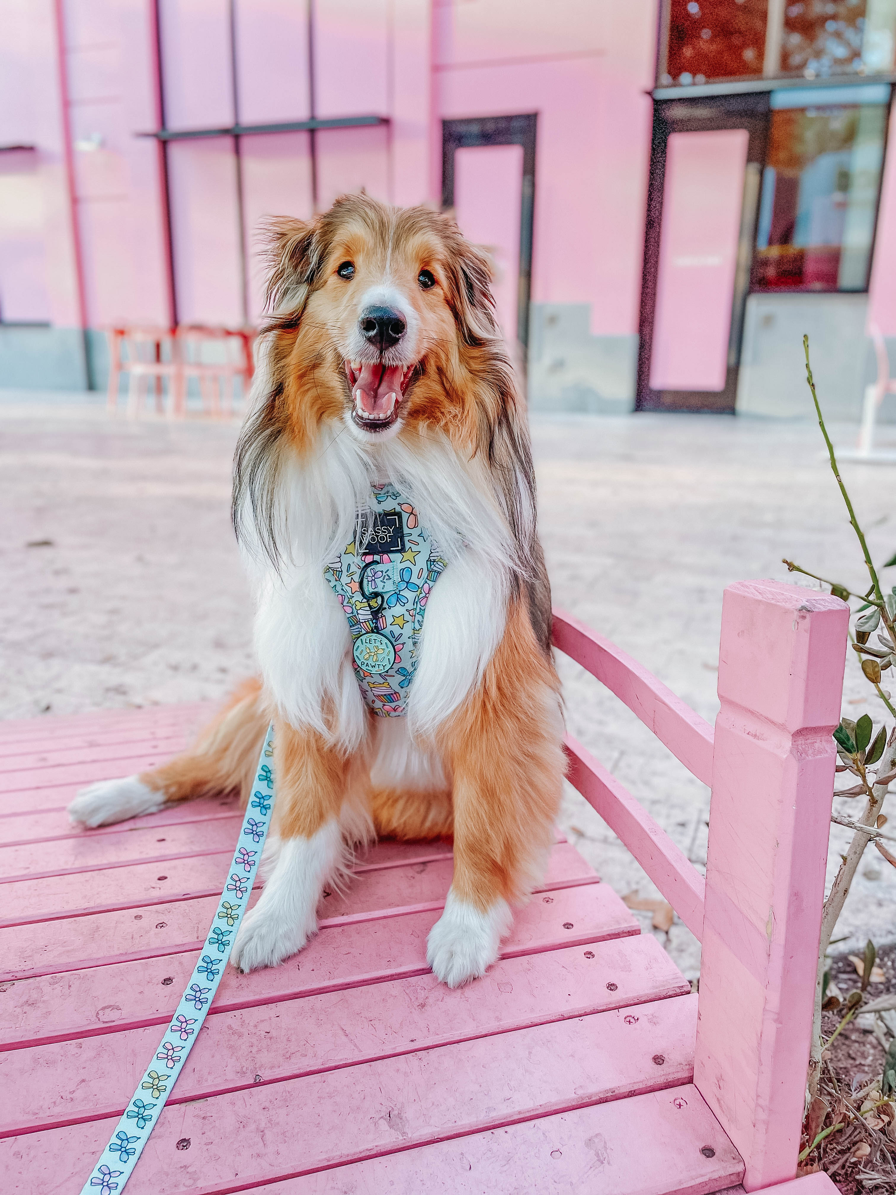 Dog Adjustable Harness - Pup Pup Hooray