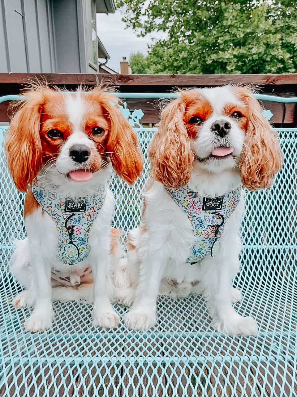 Dog Adjustable Harness - Pup Pup Hooray
