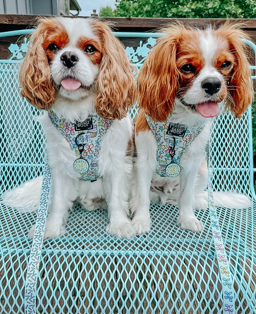 Dog Leash - Pup Pup Hooray